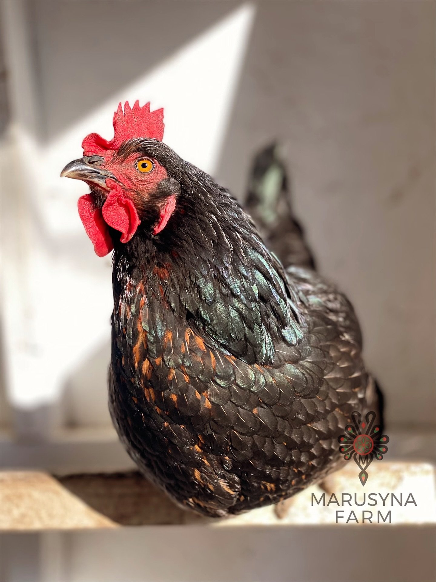 Close-up of a black and brown speckled hen with a red comb and wattles, standing indoors near a white wall, with the text "Marusyna Farm" in the bottom right corner.