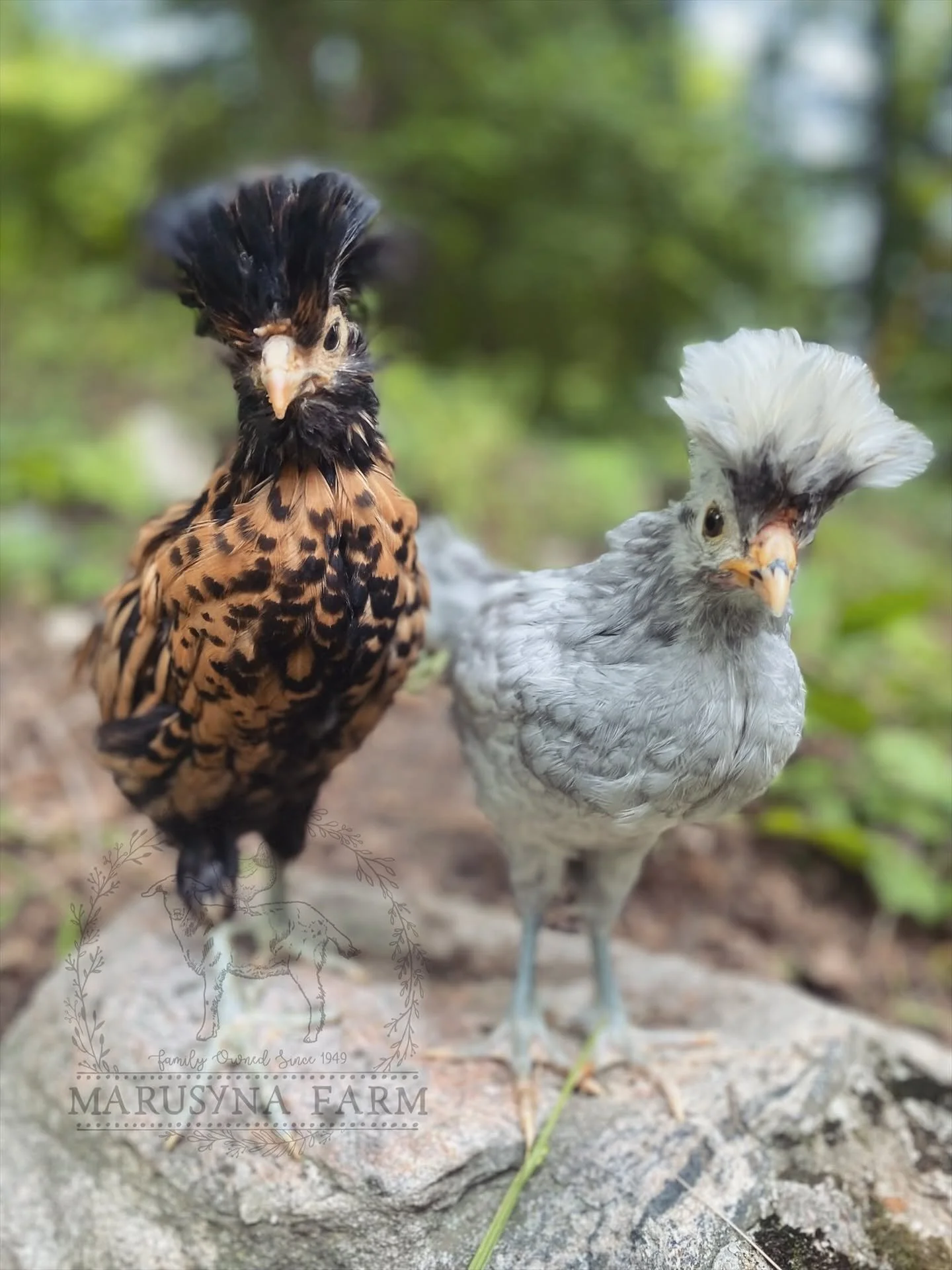Two young chickens, one black and brown with feathered crest and one white with feathered crest, standing outdoors on a rock with green foliage in the background.