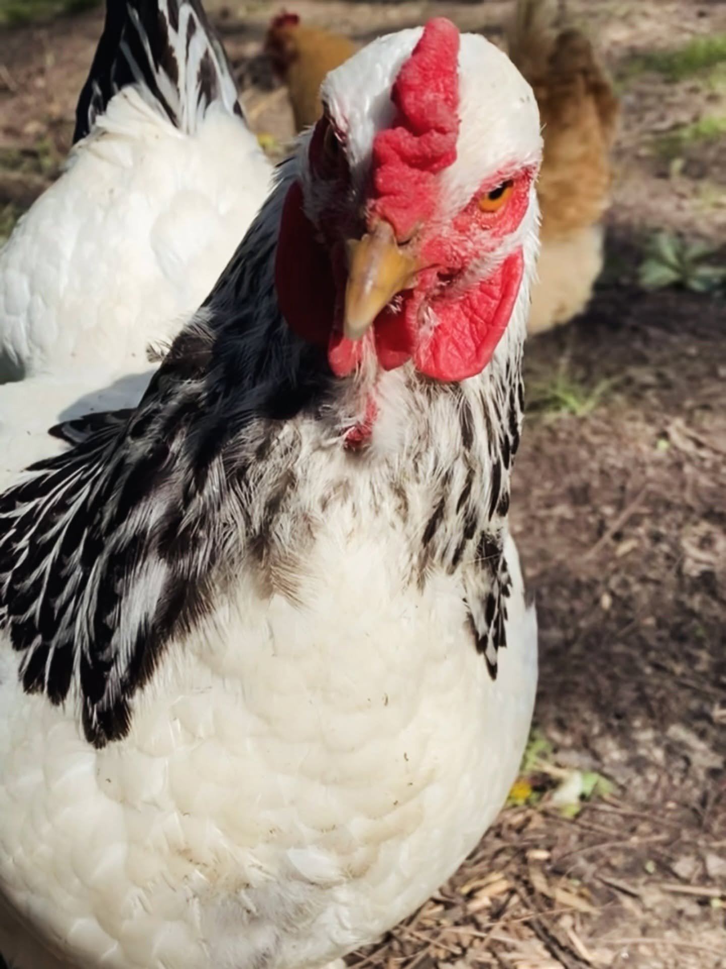 Close-up of a chicken's head with red wattle and yellow eye, standing close to the ground with other chickens
