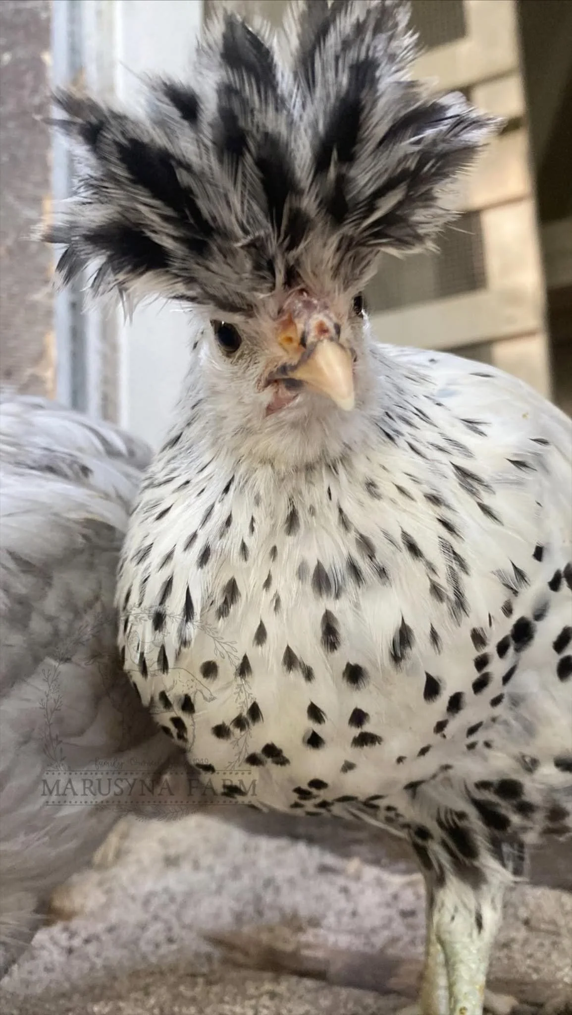 Close-up of a speckled white and black domestic chicken with a crest of feathers on its head, standing on a dirt ground.