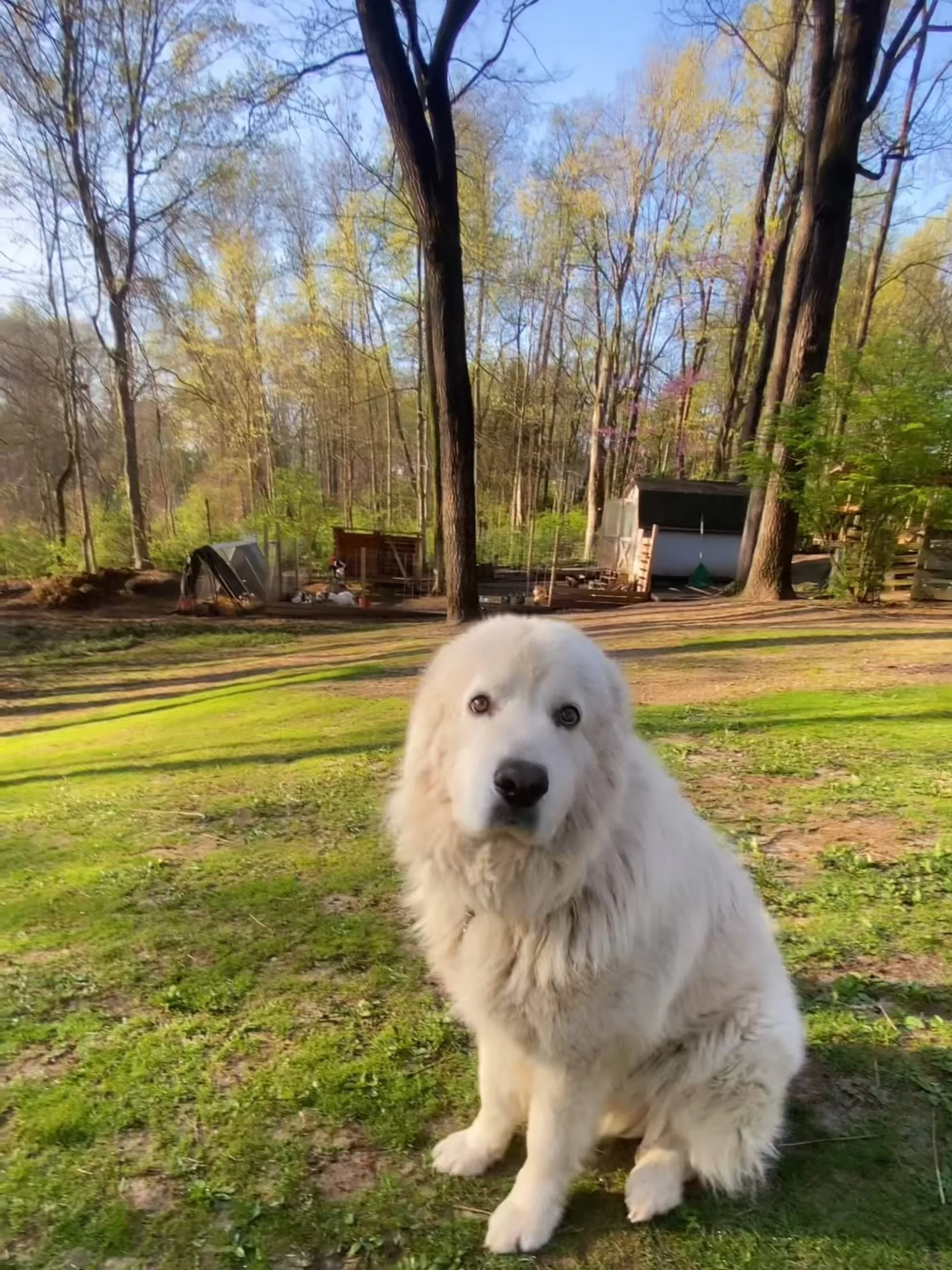 A cute white fluffy dog with blue eyes sitting on grass in a backyard with tall trees and a shed in the background during daytime.