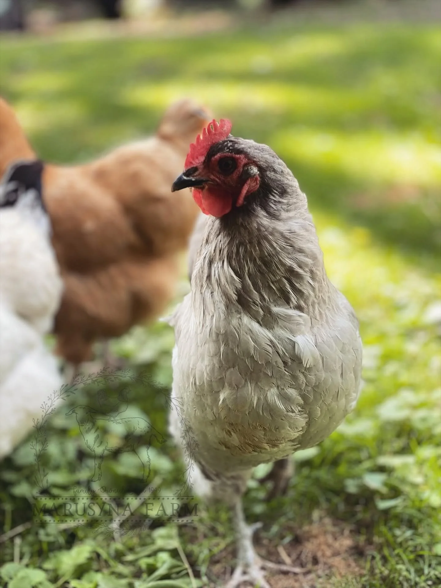 A close-up of a chicken with light gray feathers, a red comb, and dark eyes, standing on grass and dirt outdoors with a blurred background of greenery.
