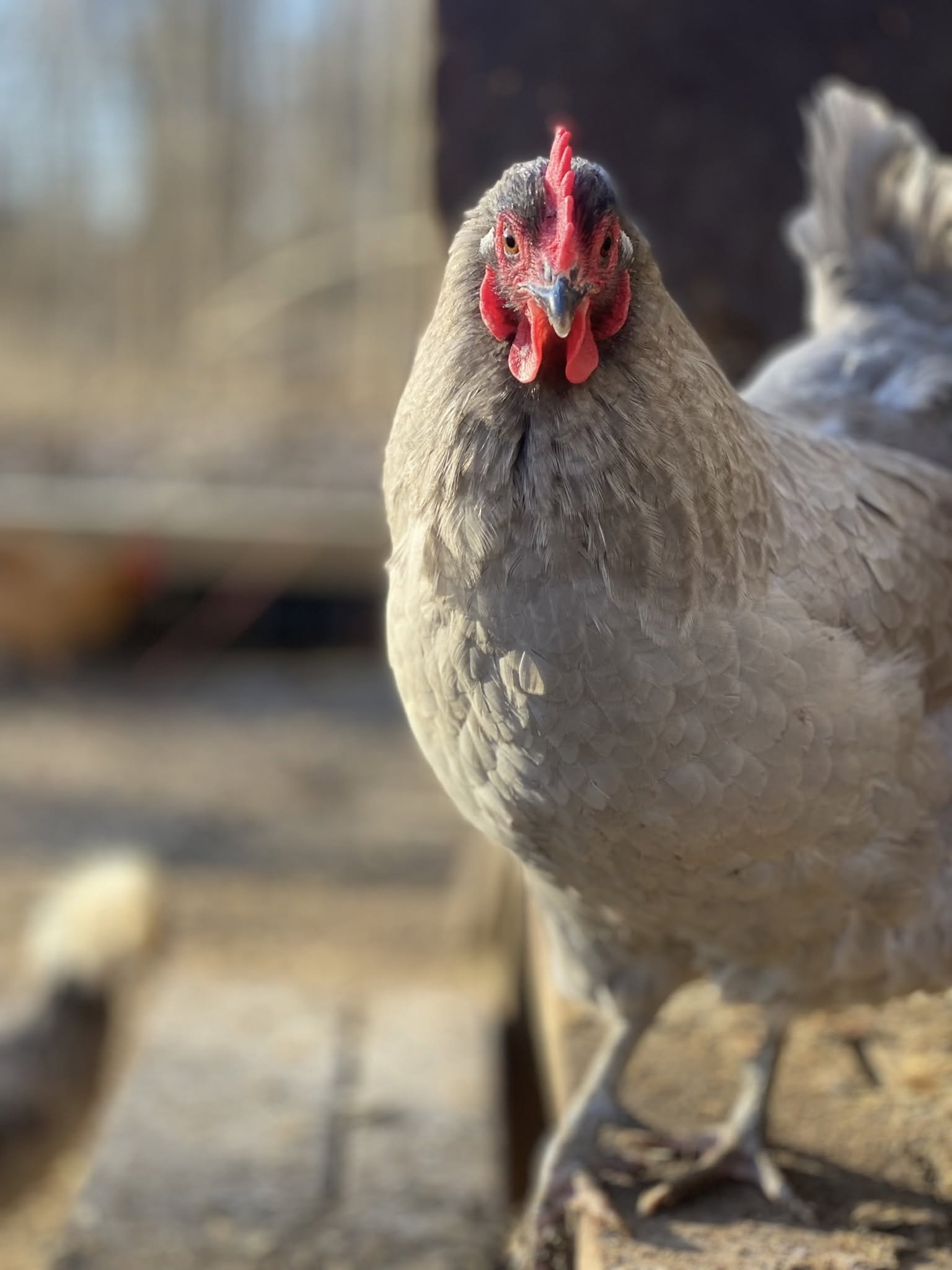 Close-up of a chicken with a red comb and wattles, standing in a farmyard setting.