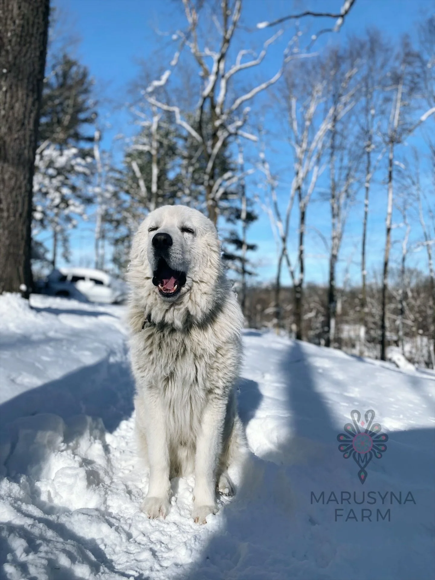 A happy, white Maremma Sheep dog standing in the snow with eyes closed and mouth open, surrounded by snow-covered trees and a blue sky. The image features a logo with the text "MARUSYNA FARM" in the bottom right corner.