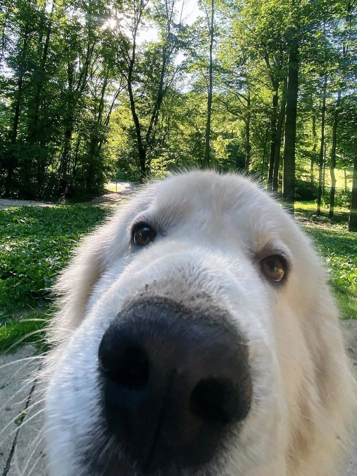 Close-up of a happy, curious white dog, maremma sheepdog, with a large black nose, in a lush green park with tall trees and sunlight filtering through the leaves.
