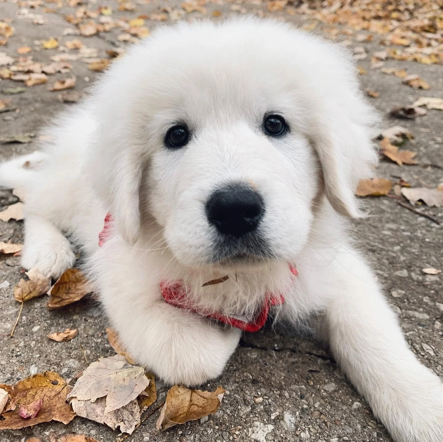 Close-up of a cute, fluffy white puppy with dark eyes, lying on a dirt ground with dry fallen leaves around.