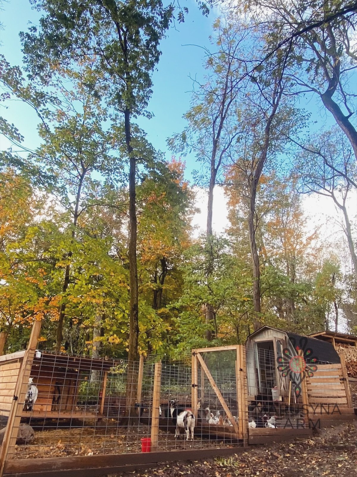 A fenced outdoor area with several goats, some standing and some lying down, surrounded by tall trees with autumn-colored leaves under a blue sky.
