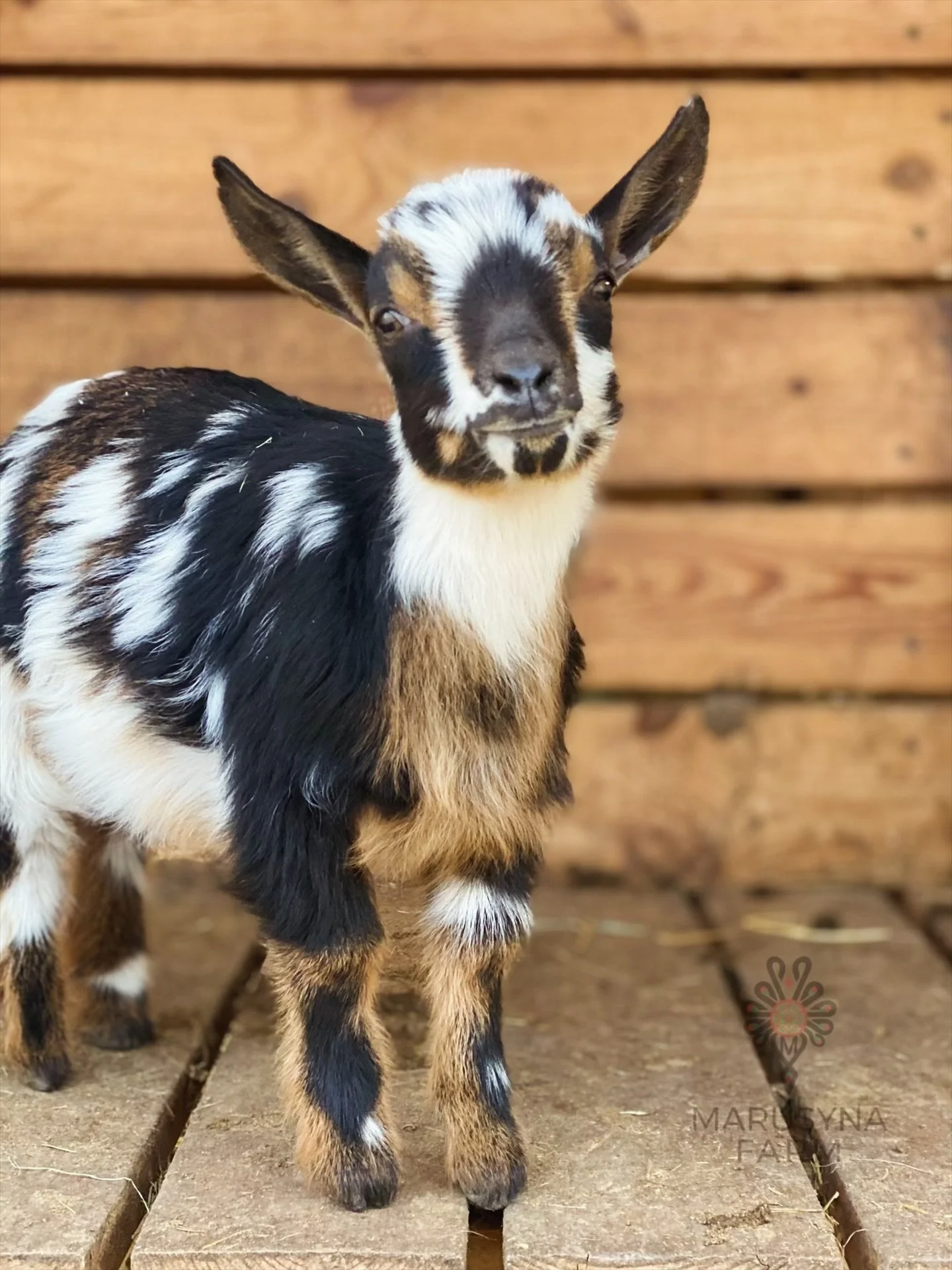 Young goat with black, white, and brown fur standing on wooden floor with wooden wall background.