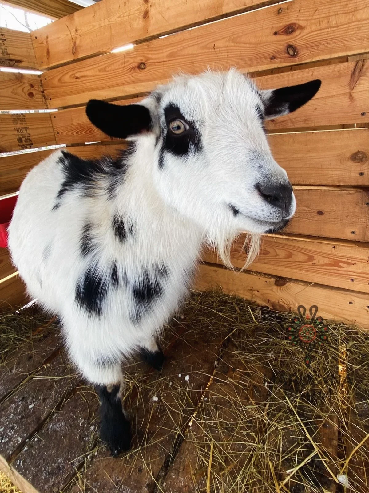 Young goat with white fur and black spots inside a wooden pen with hay on the floor.