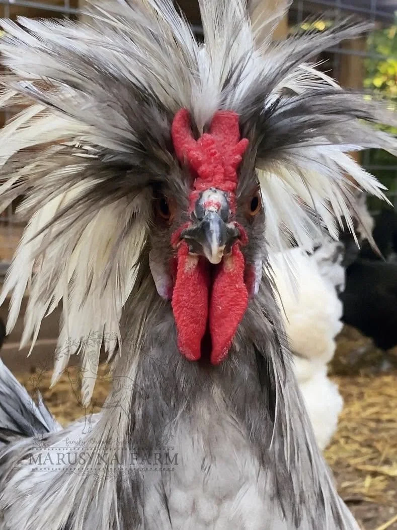 Close-up of a rooster with a large, red comb and wattles, gray and white feathers, in a farm setting.