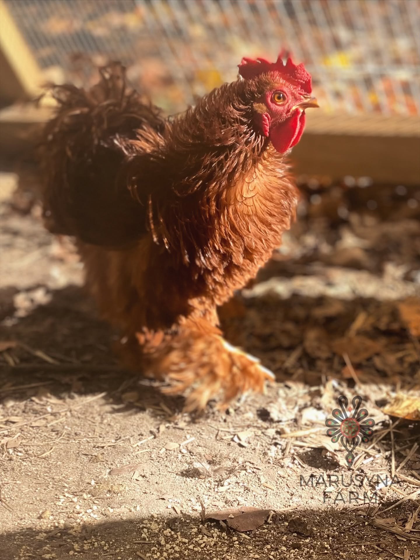 A close-up of a brown chicken standing on dirt ground near a fenced area with a colorful background. The chicken has an orange comb and wattles, and bright yellow eyes.