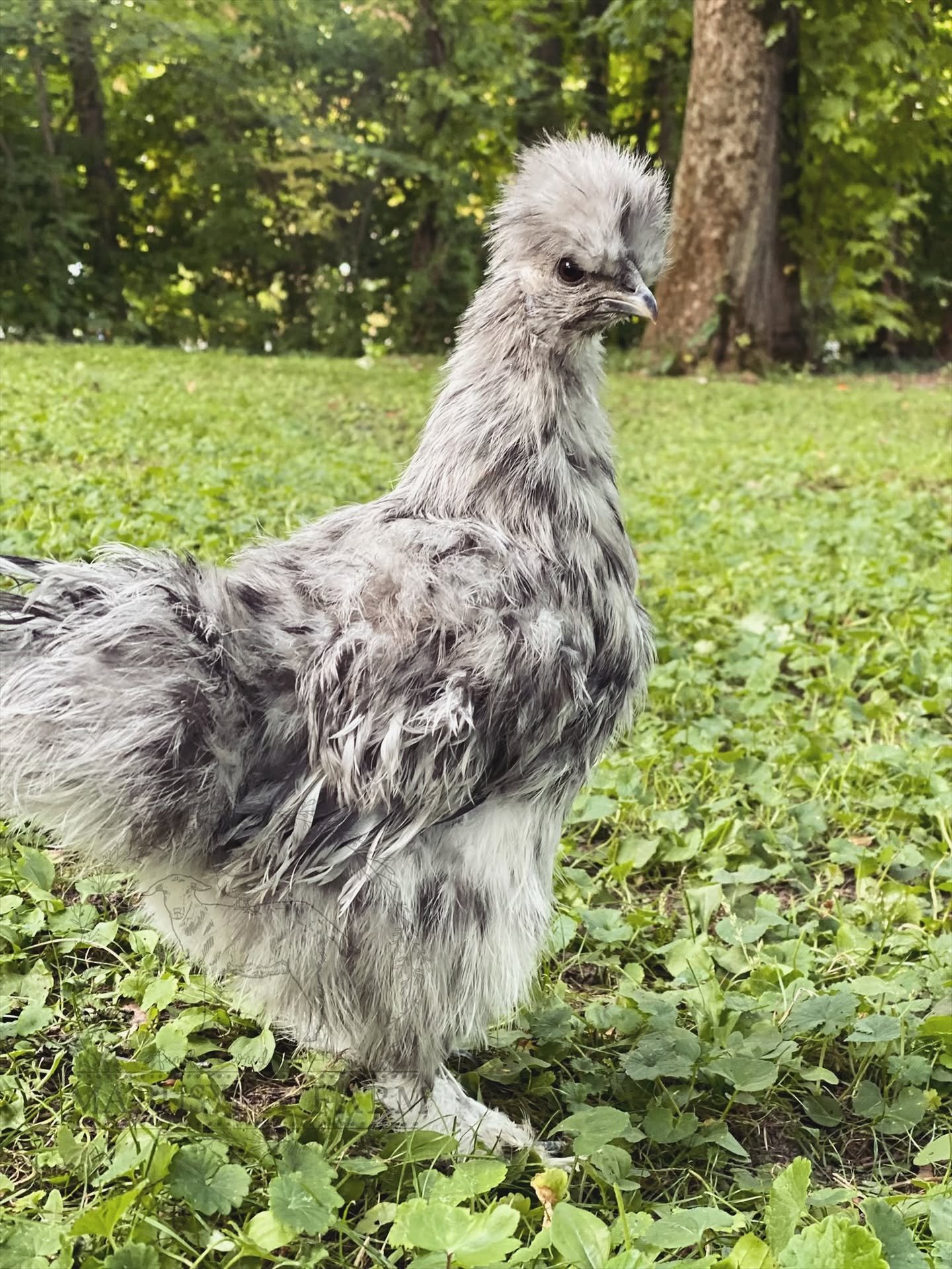 A fluffy gray chicken with a crest on its head standing on green grass in a wooded area.
