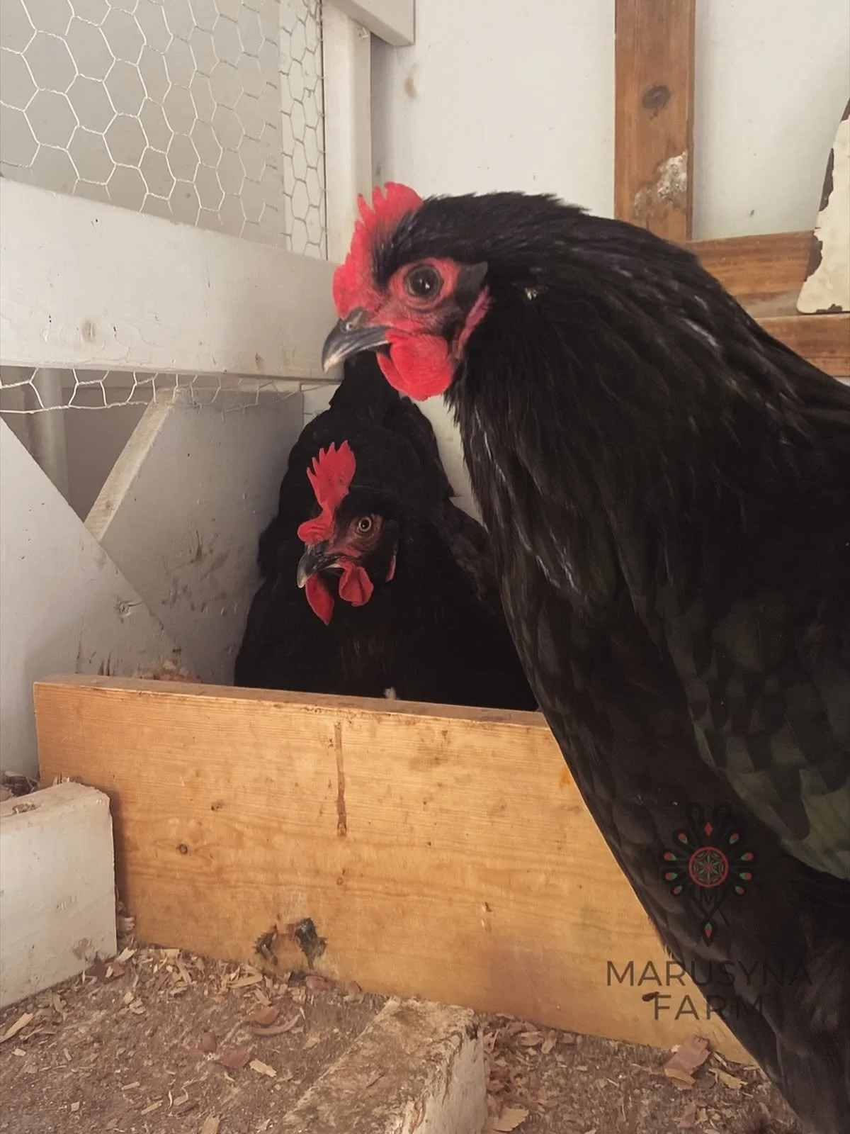 A large black chicken with a red comb and wattles standing in front of other black chicken with similar features inside a wooden coop. The setting appears to be on a farm.