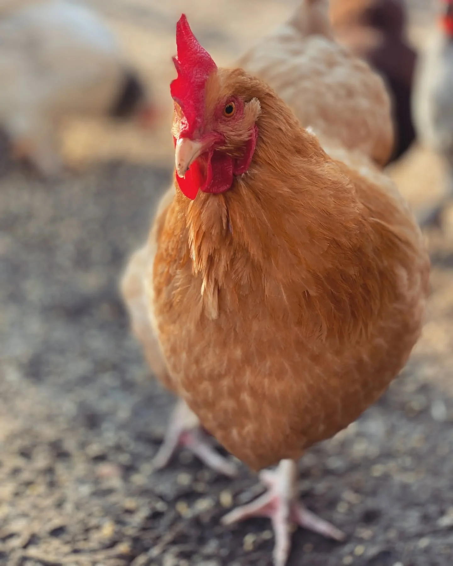Close-up of a brown chicken standing on the ground.