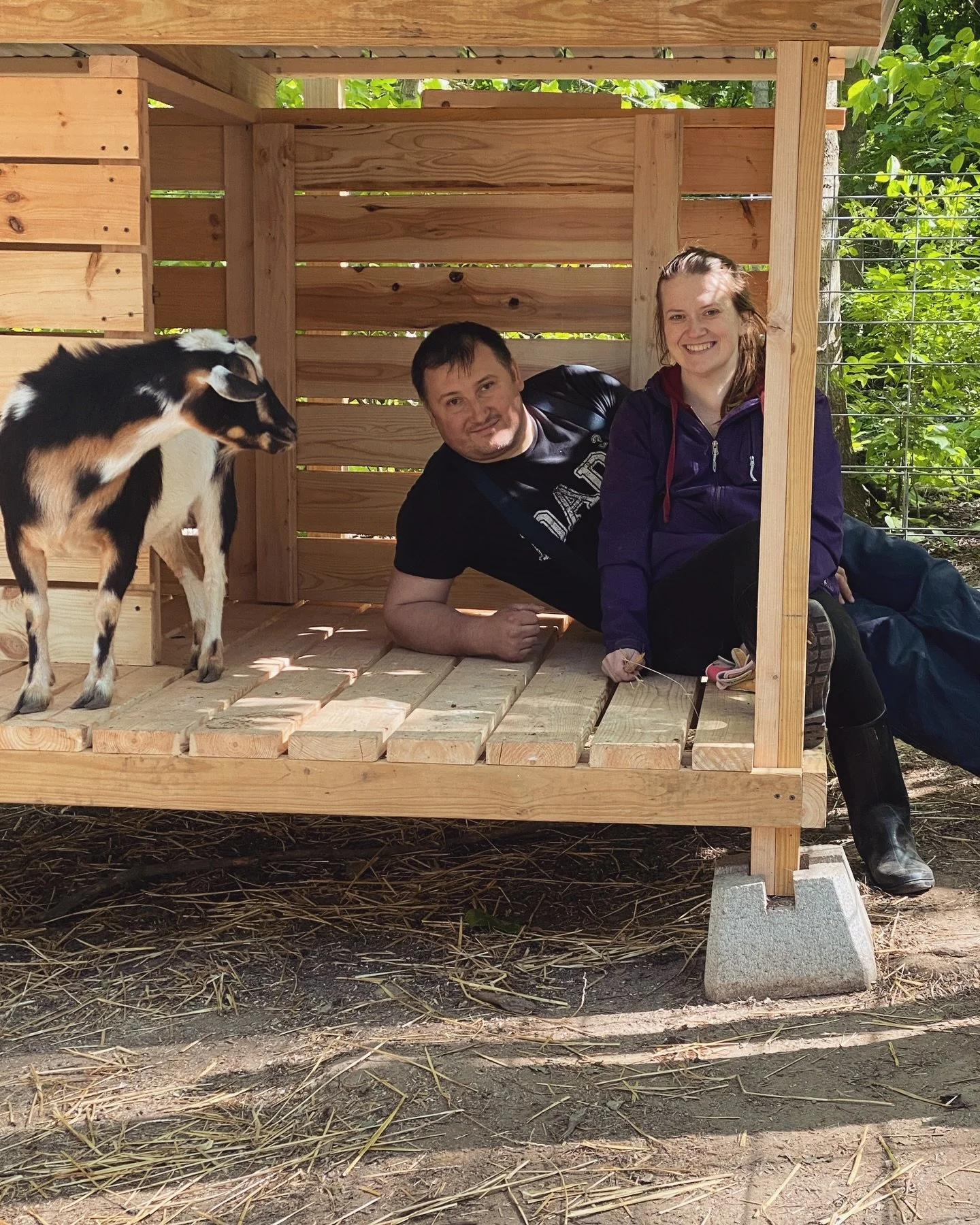 Two people and a goat inside a small wooden structure outdoors, with lush green trees in the background.