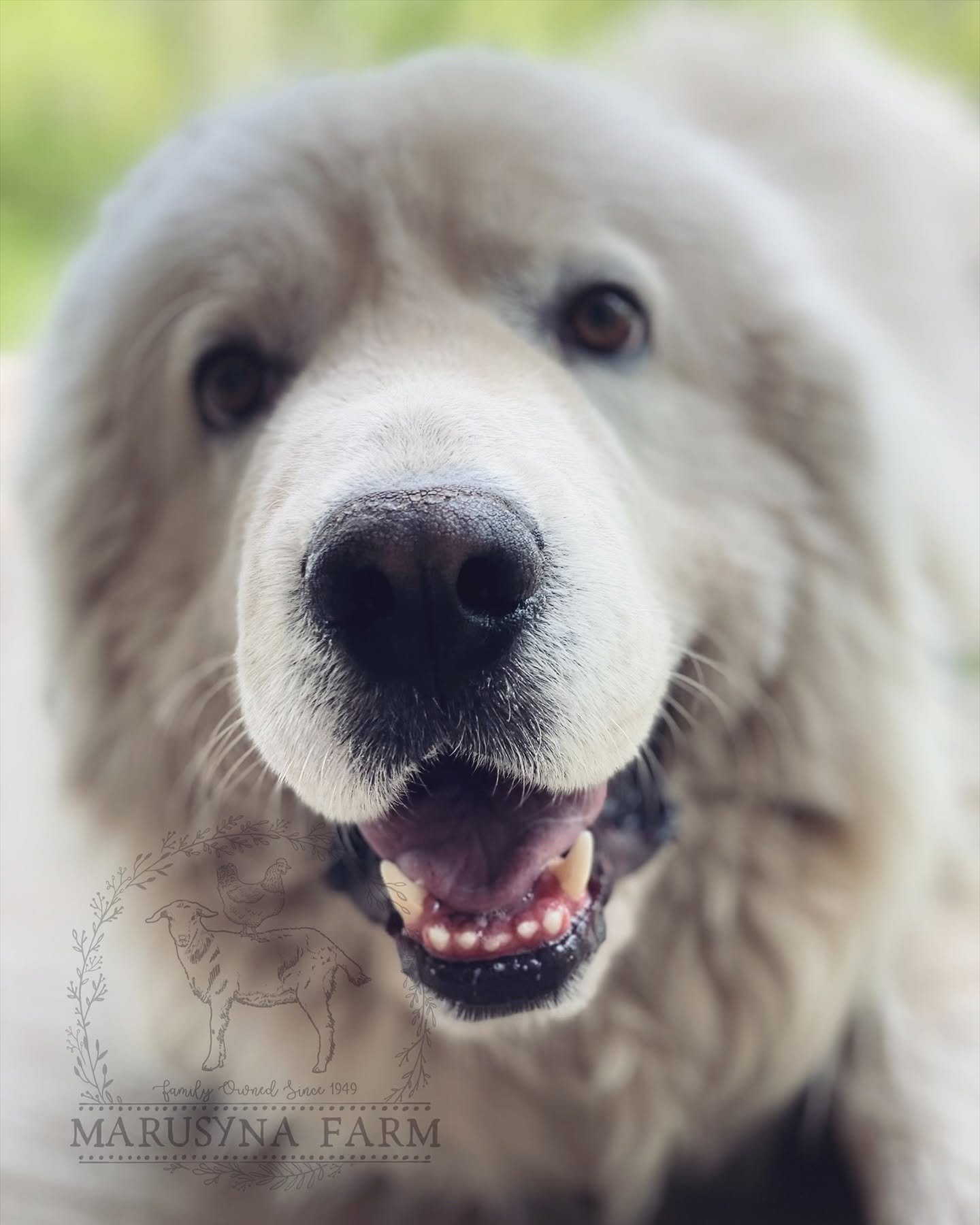 Close-up of a happy maremma sheepdog dog with its tongue slightly out, showing white and gray fur, and a black nose, with a blurred green background