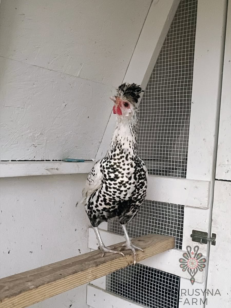 A speckled black and white chicken standing on a wooden perch inside a coop with white walls and wire mesh panels.