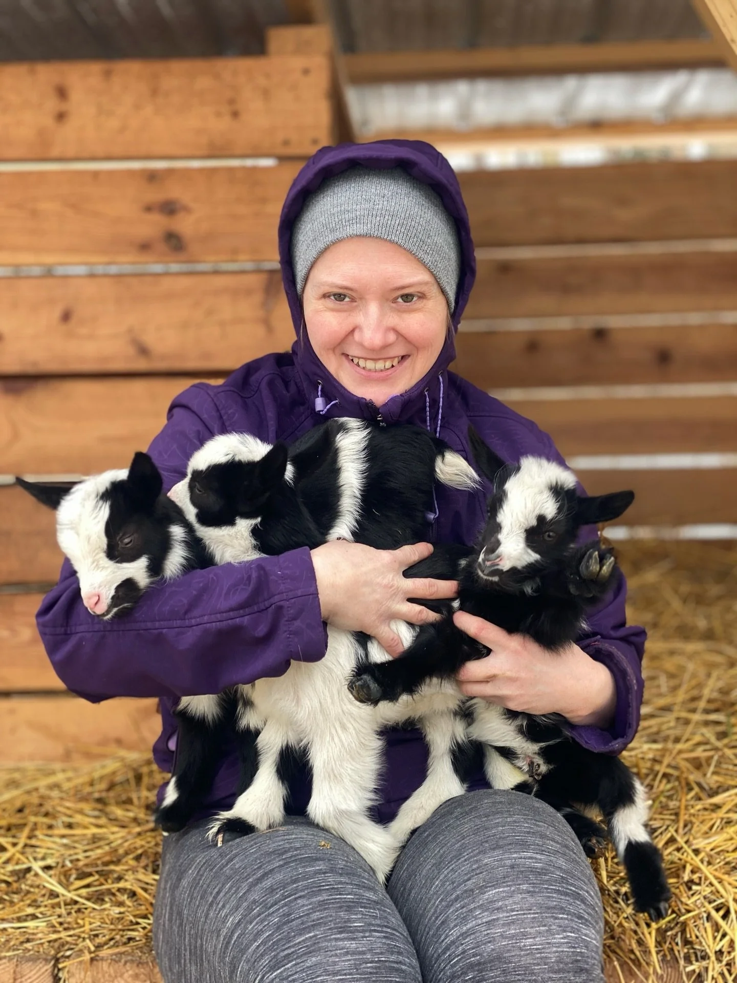 A woman wearing a gray beanie and purple jacket sitting on a wooden surface holding several black and white baby goats with panda markings, with straw on the ground and a wooden fence in the background.