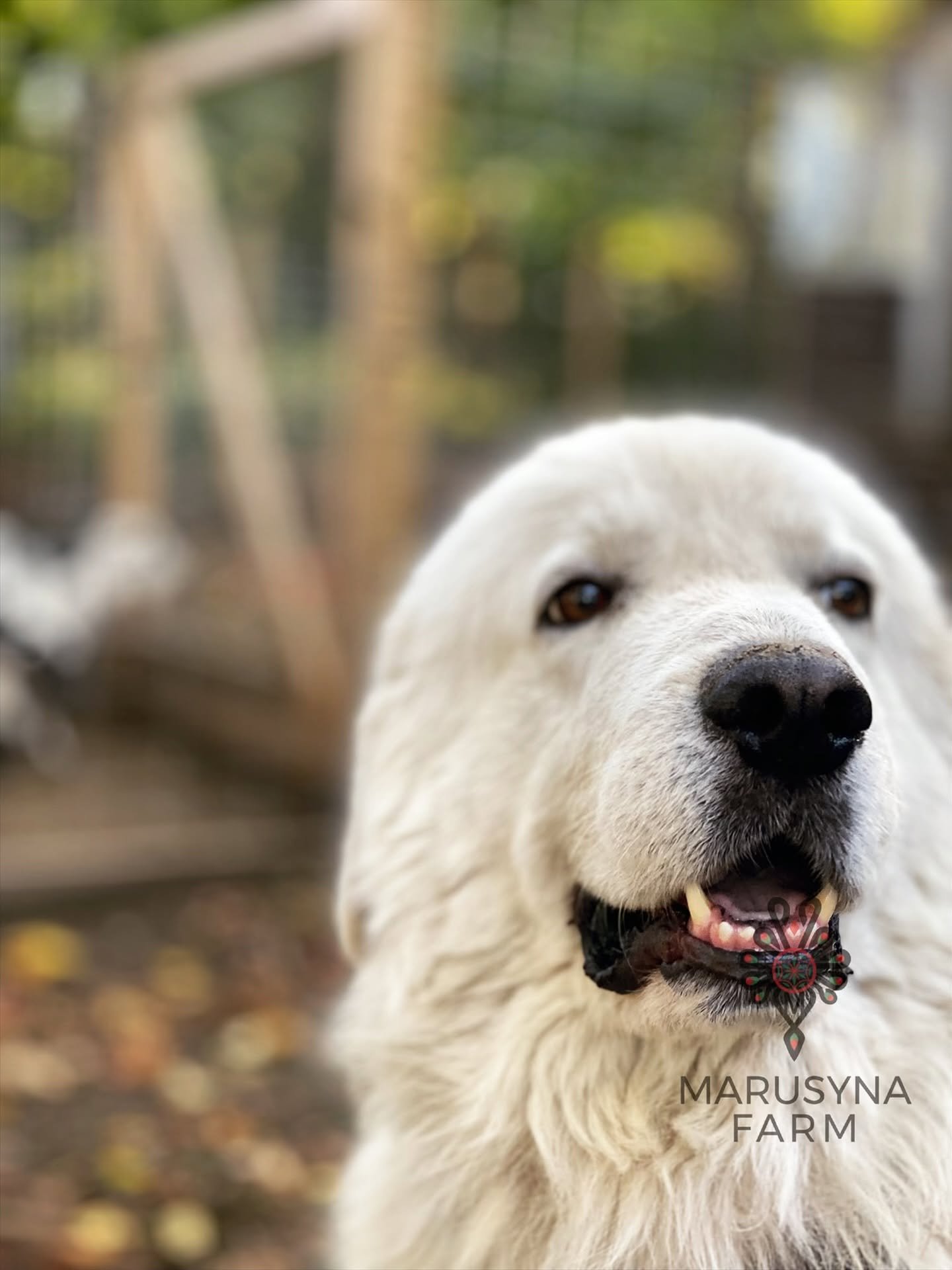 Close-up of a happy white dog with black eyes outdoors, with blurred trees in the background. The dog has a black nose. The image features the logo and text for Marusyna Farm.