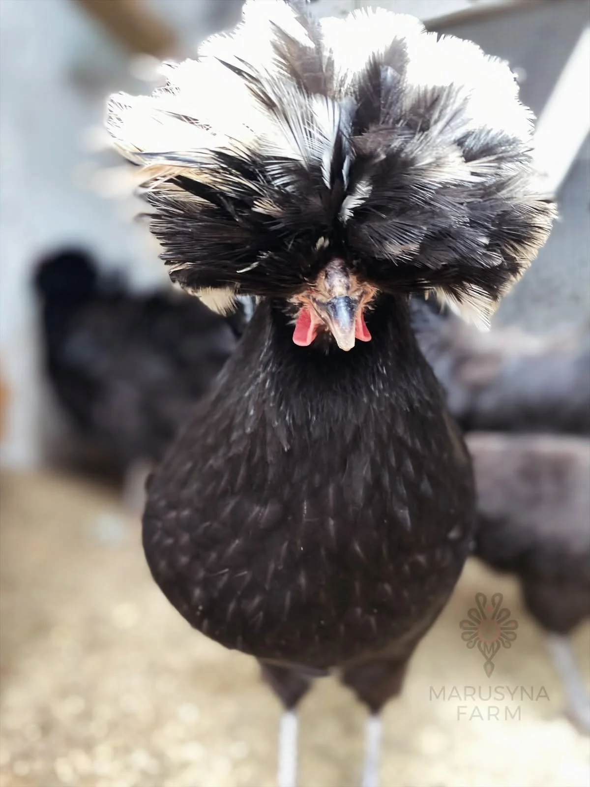 A black chicken with a striking crest of black and white feathers on its head, standing on a farm.