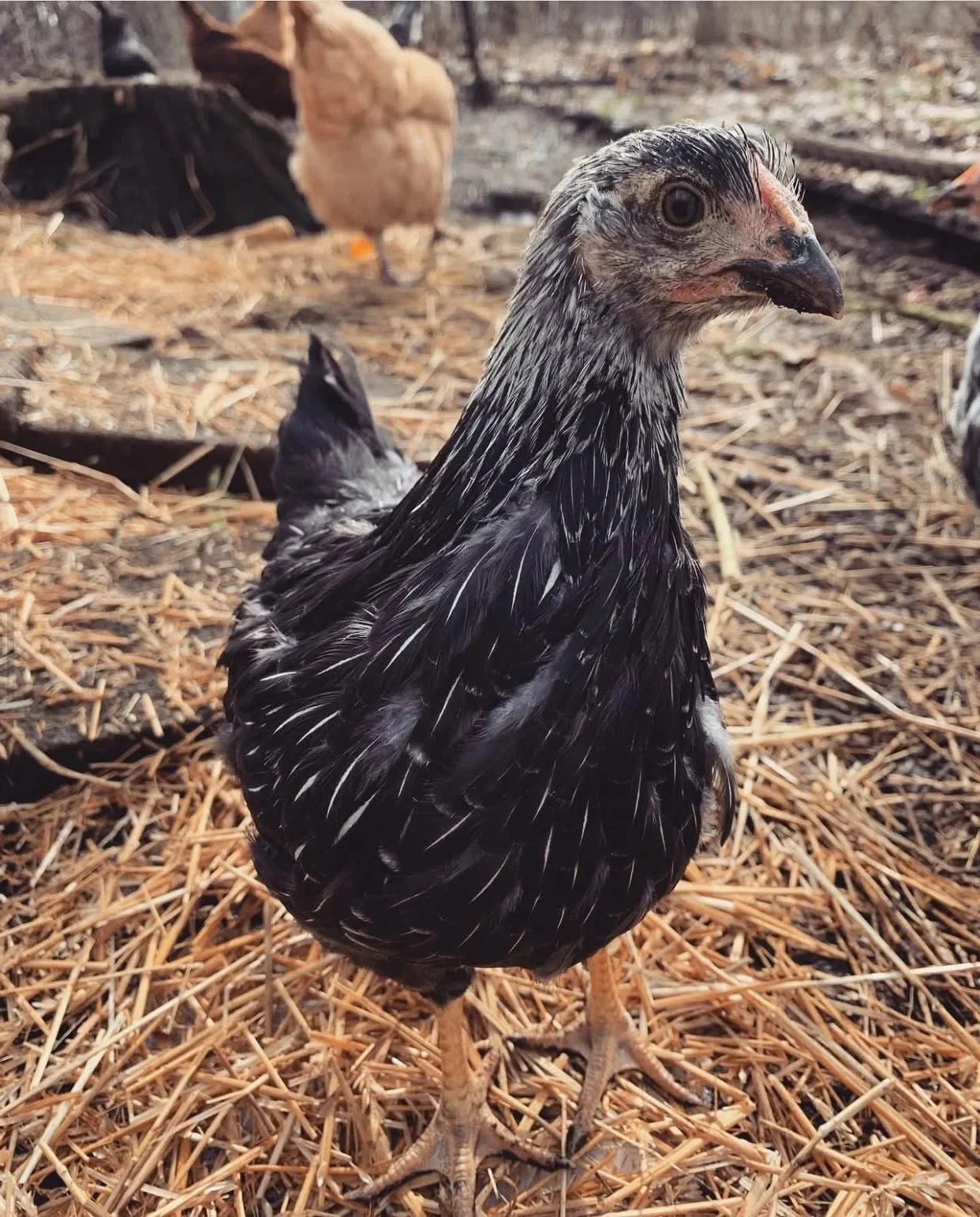 A young chicken with black and white feathers standing on straw among other chickens outdoors.