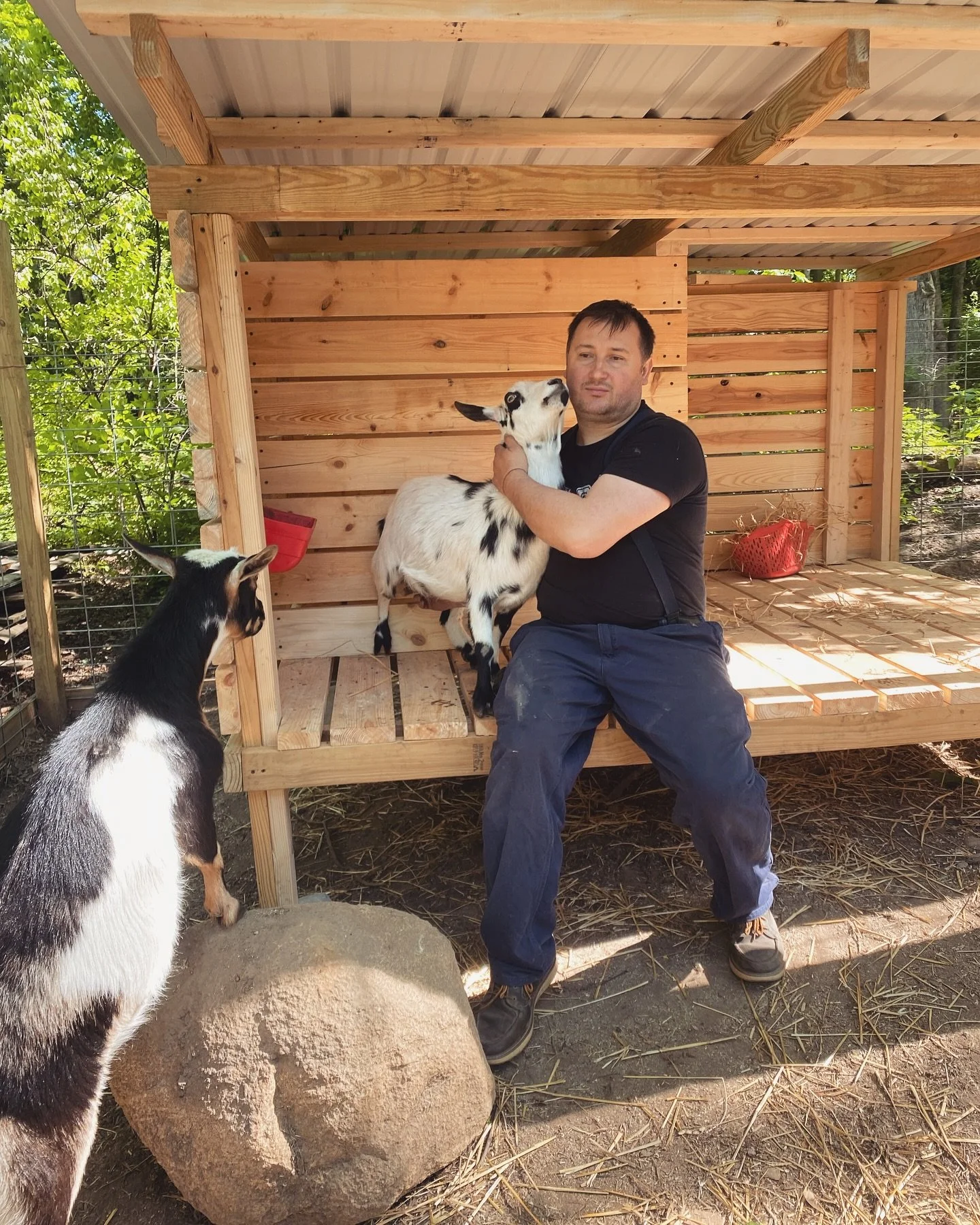A man sitting on a wooden structure holding a baby goat, with another goat standing nearby outside in a fenced outdoor area.