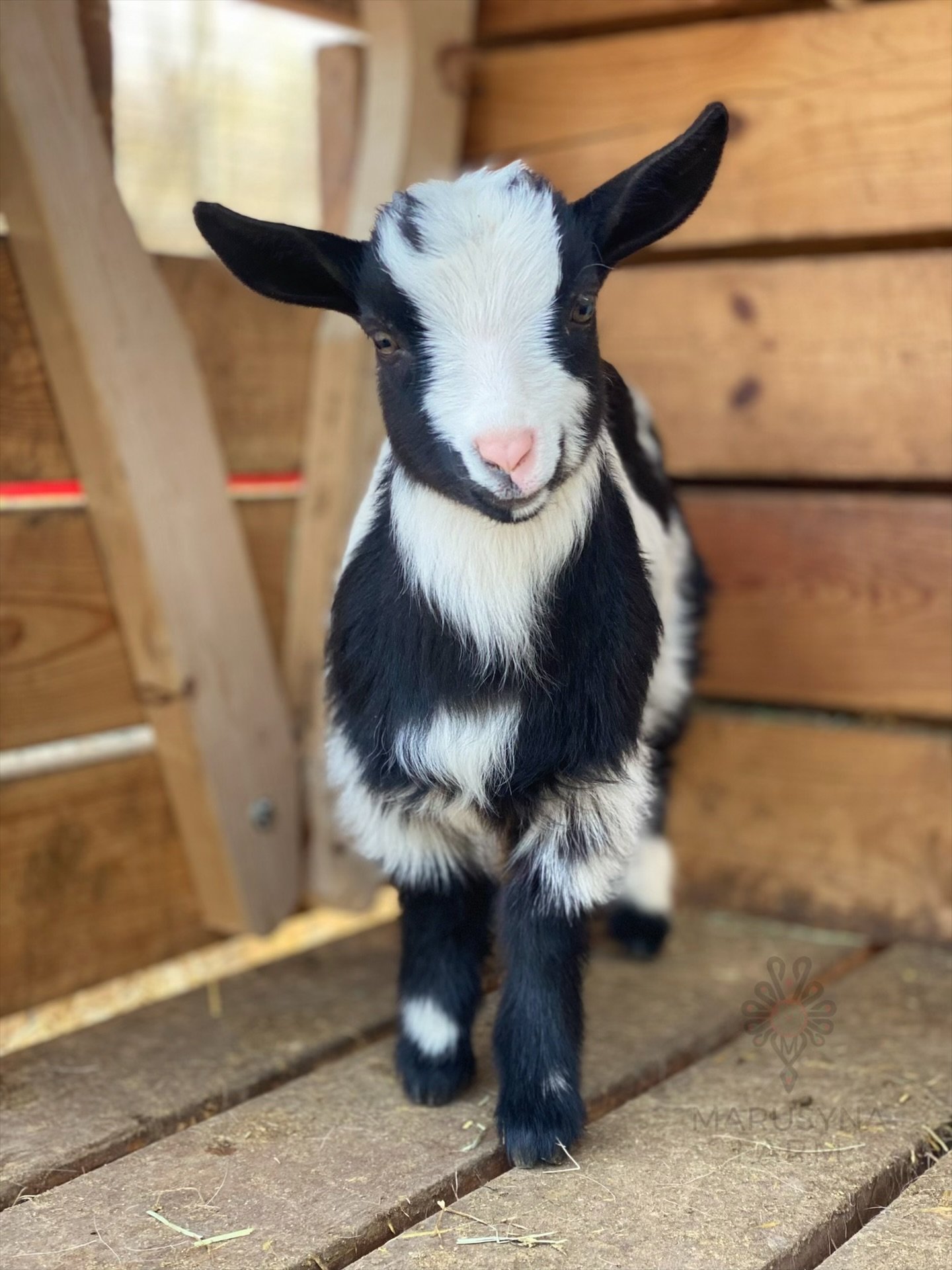 Black and white baby goat standing on wooden floor in a barn.