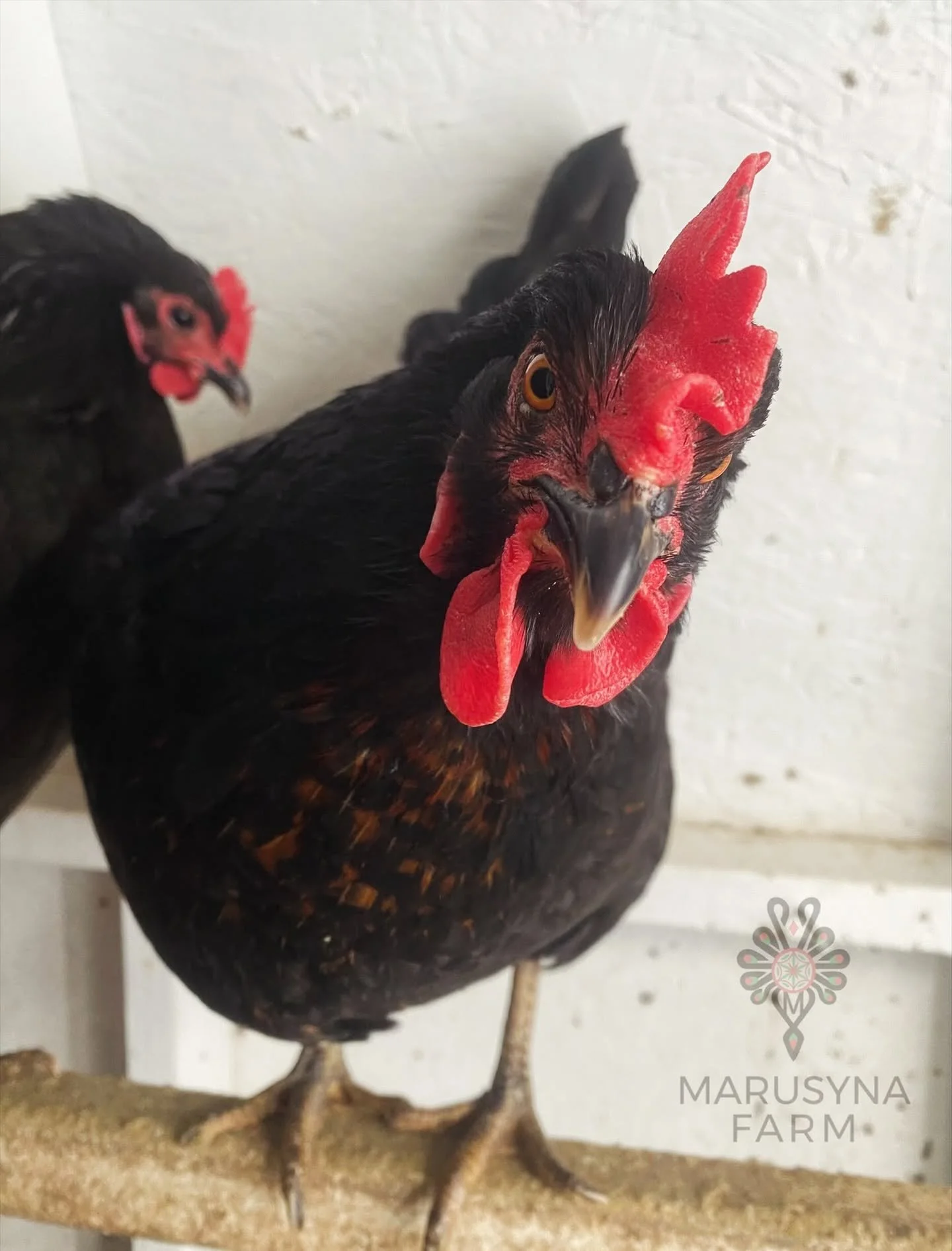 Close-up of a black chicken with red comb and wattles standing on a sandy surface, with another similar chicken in the background. The image includes a watermark from Marusyna Farm.