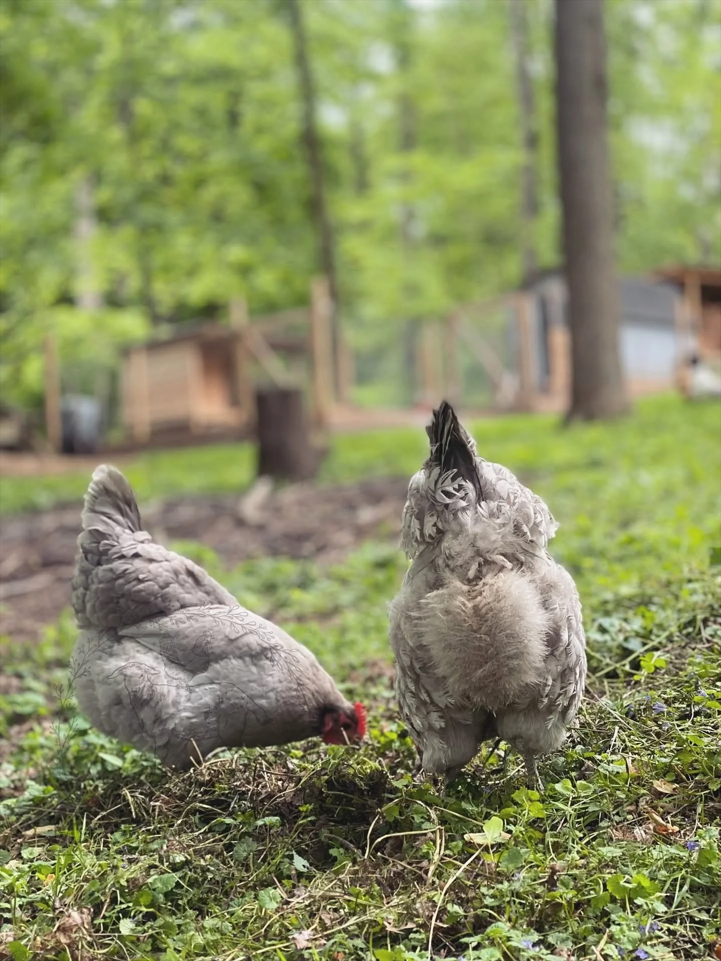 Two gray chickens on the grass in a wooded area with green trees, small plants, and wooden structures in the background.