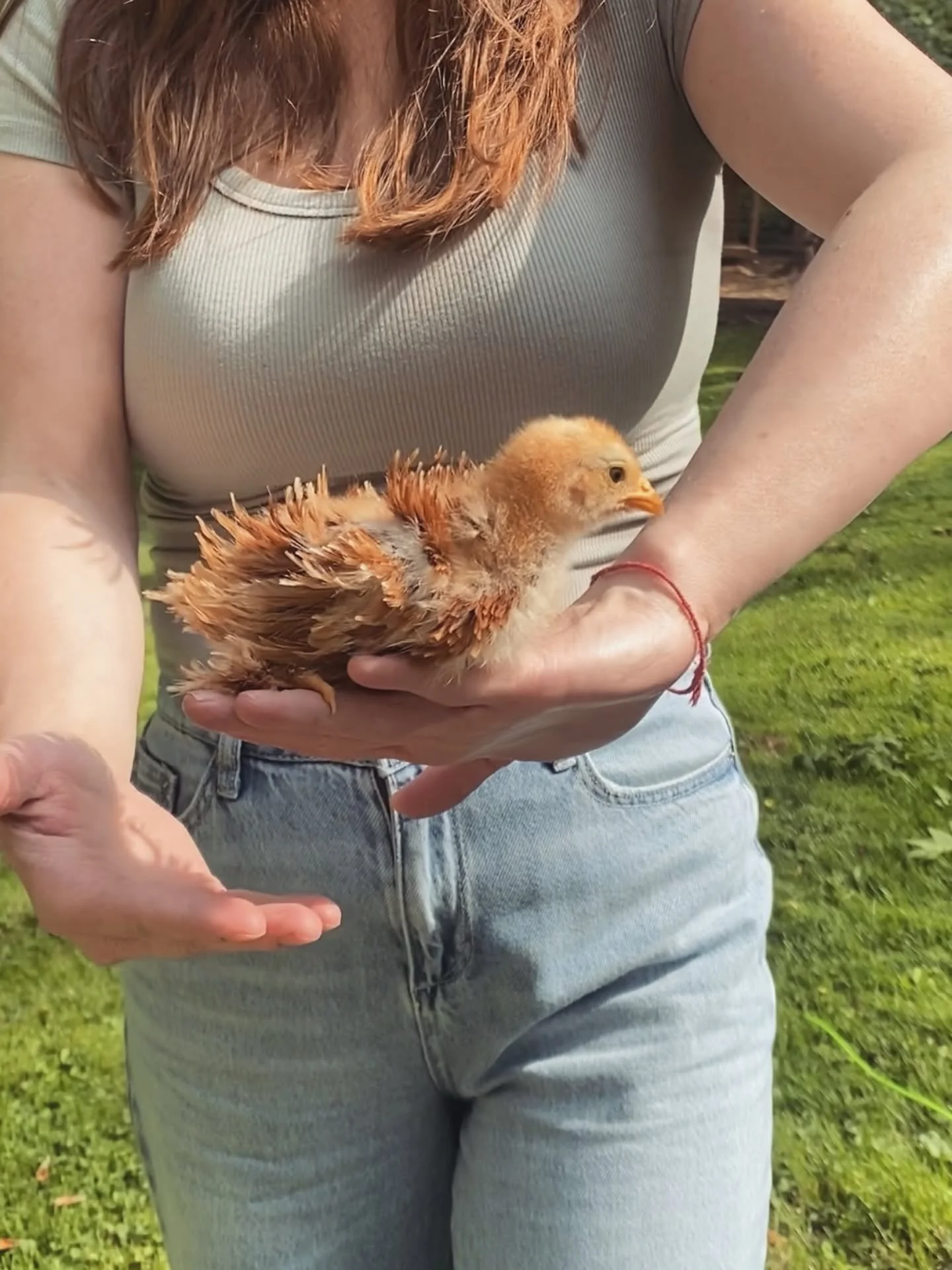 Person holding a small, fluffy yellow chick outdoors in a grassy area