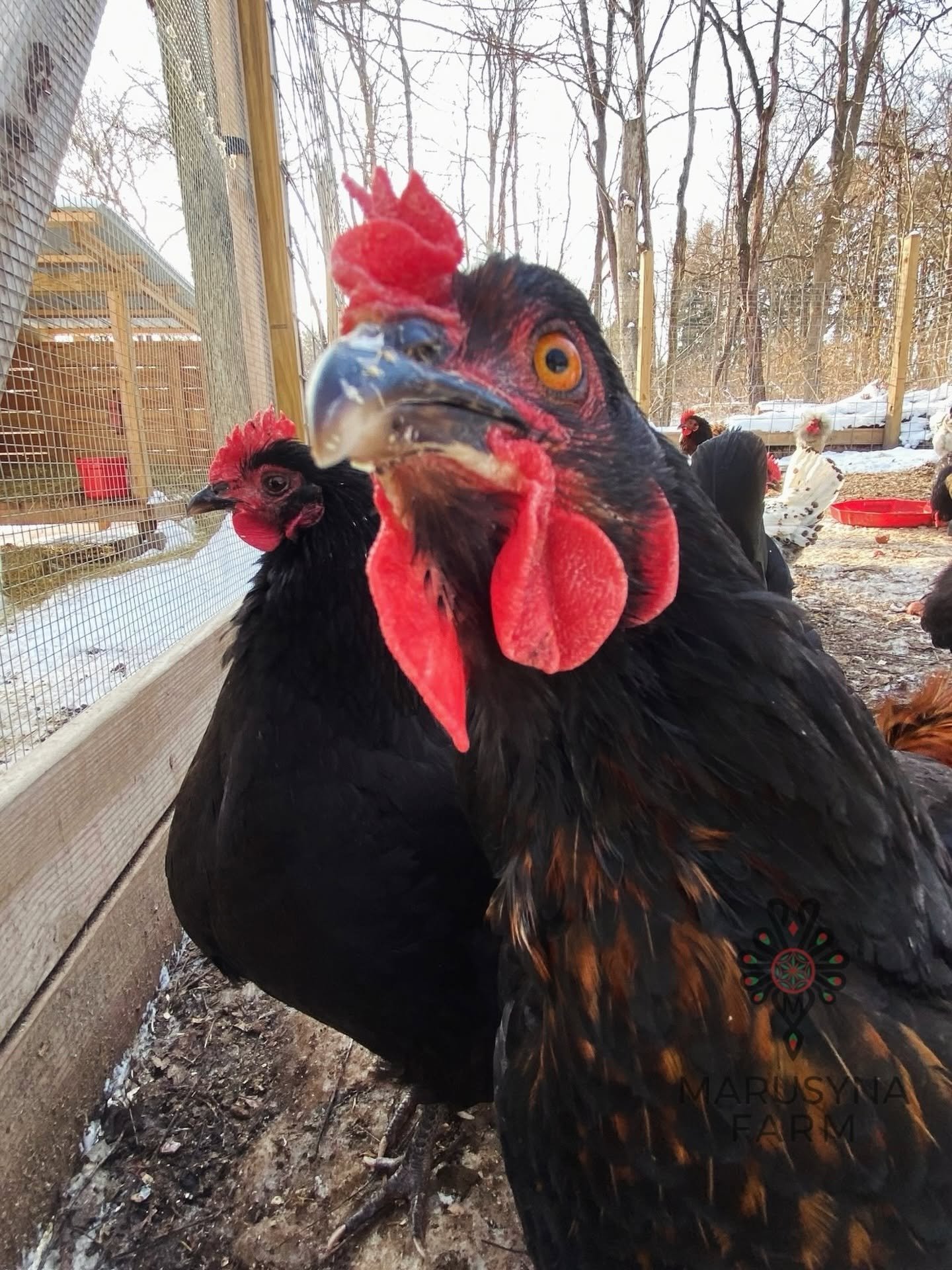 Close-up of a black chicken with red comb, standing outdoors in a farmyard with other chickens in the background.