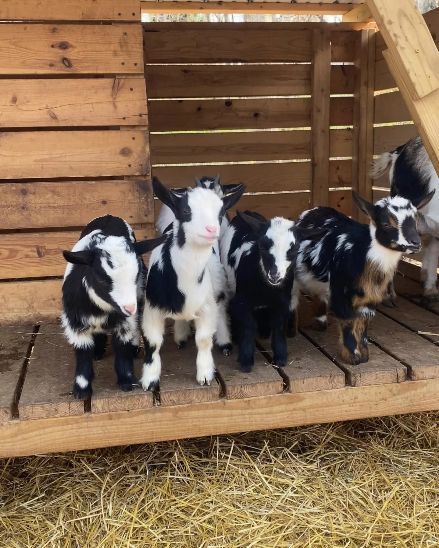 Six baby goats in a wooden pen with straw on the ground.