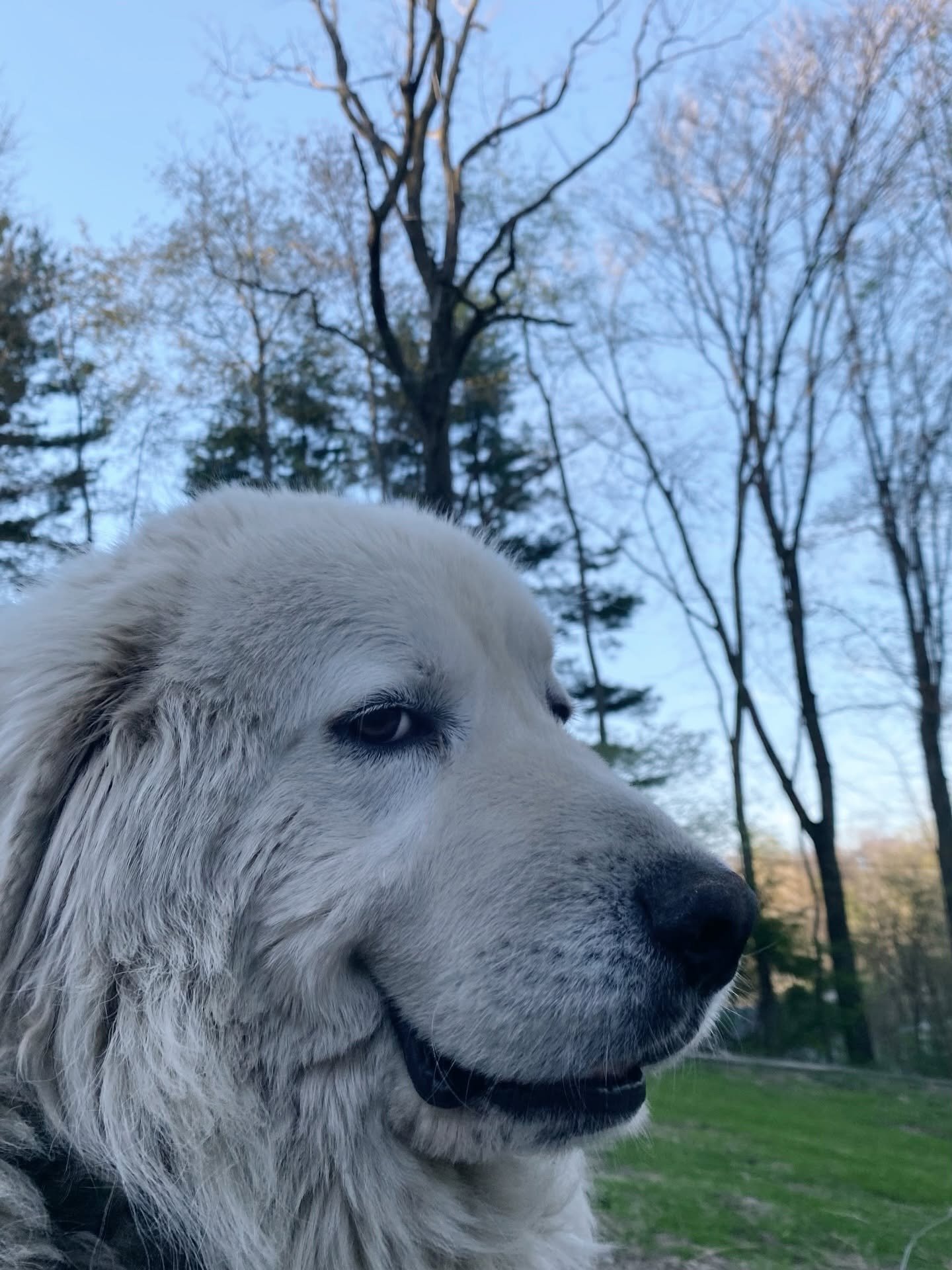 Close-up of a white dog with blue eyes outdoors with trees and a cloudy sky in the background.