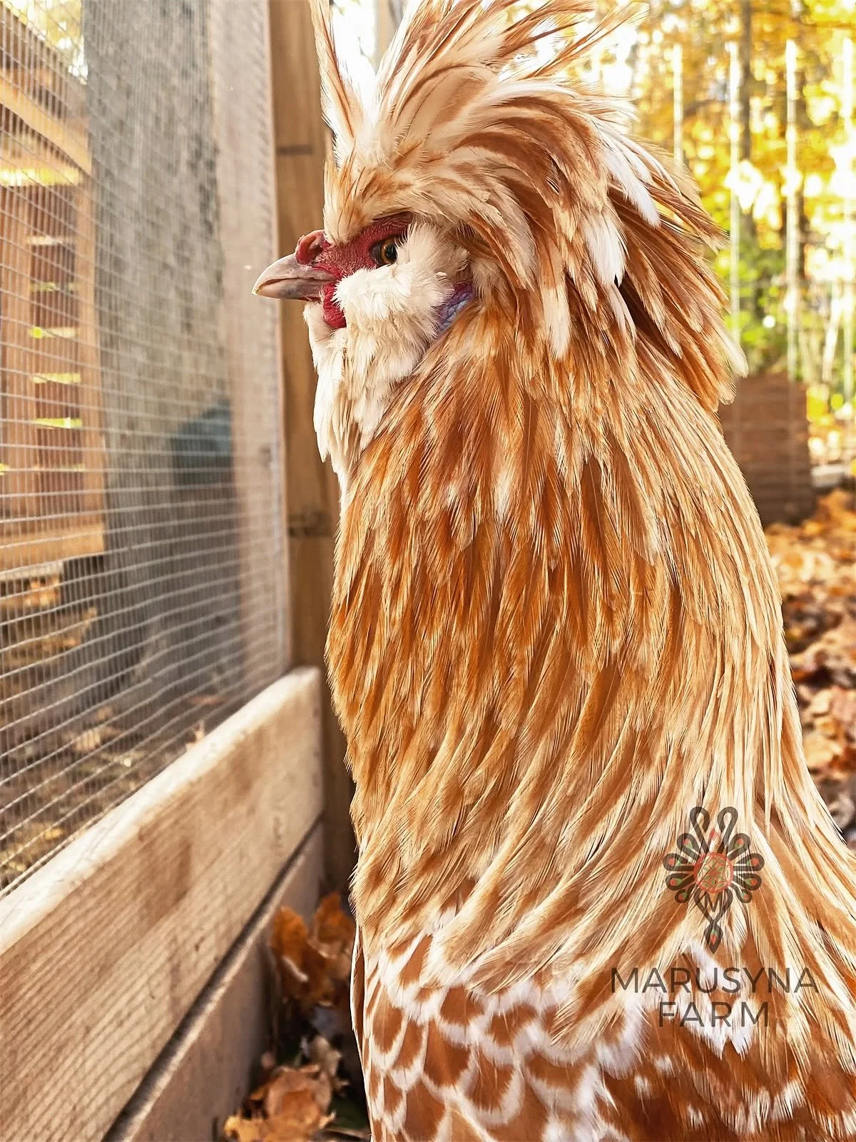 Profile of a fancy chicken with a large crest of feathers, standing near a wooden and wire enclosure, with autumn leaves on the ground and trees in the background.