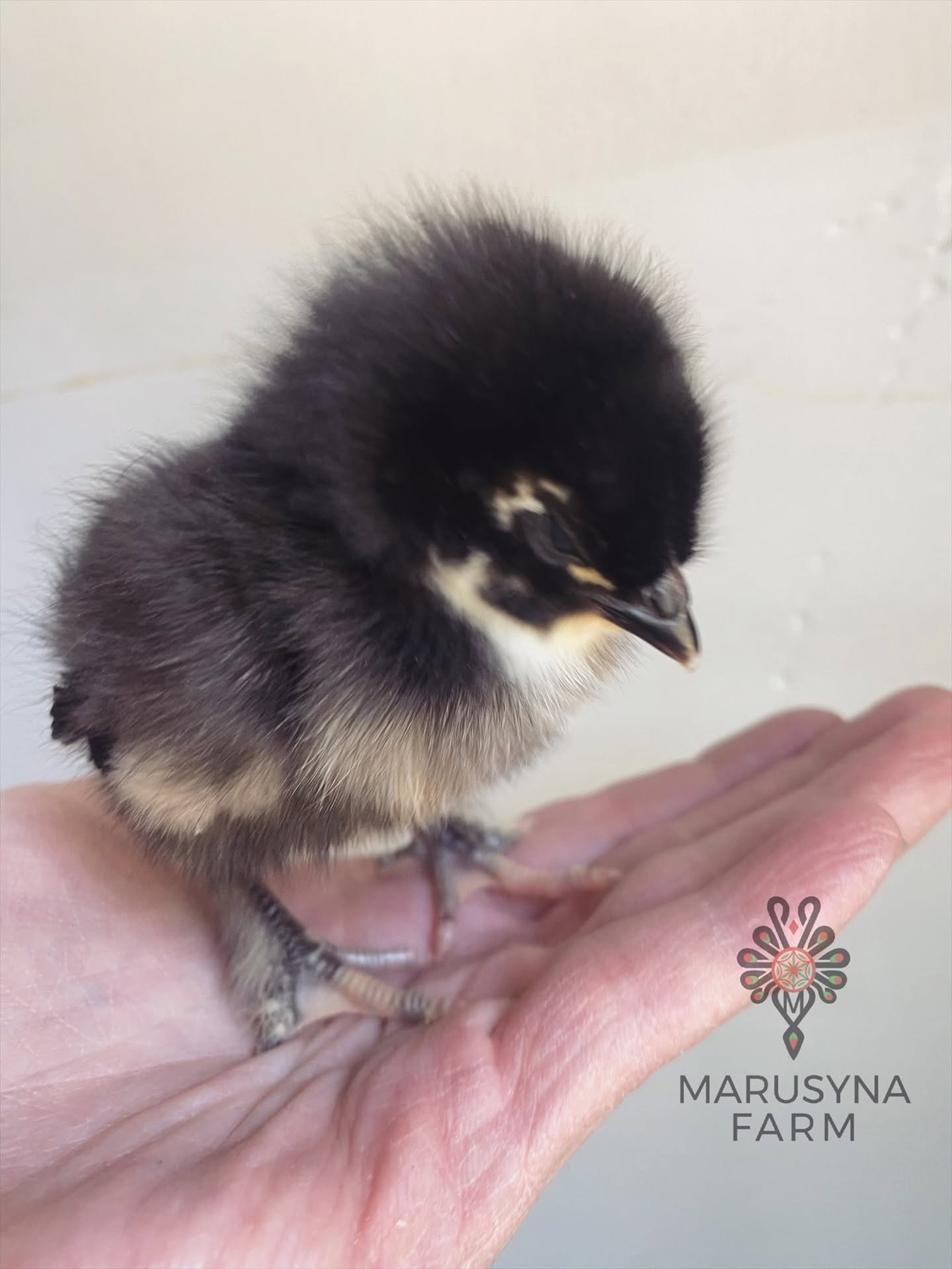 A small black and yellow chick resting on a person's hand with a white background and a Marusyna Farm logo.