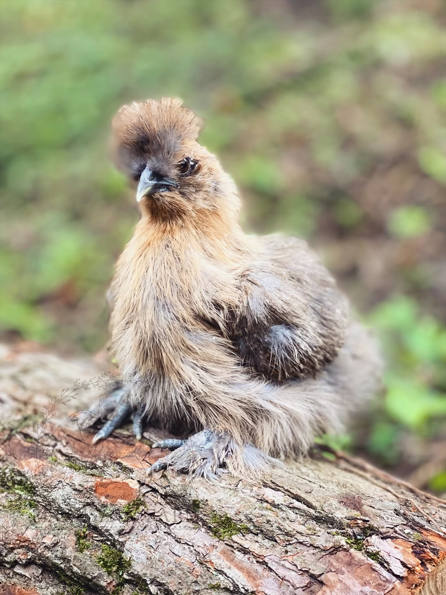 A baby bird, possibly a fledgling, sitting on a tree branch with blurred green foliage in the background.