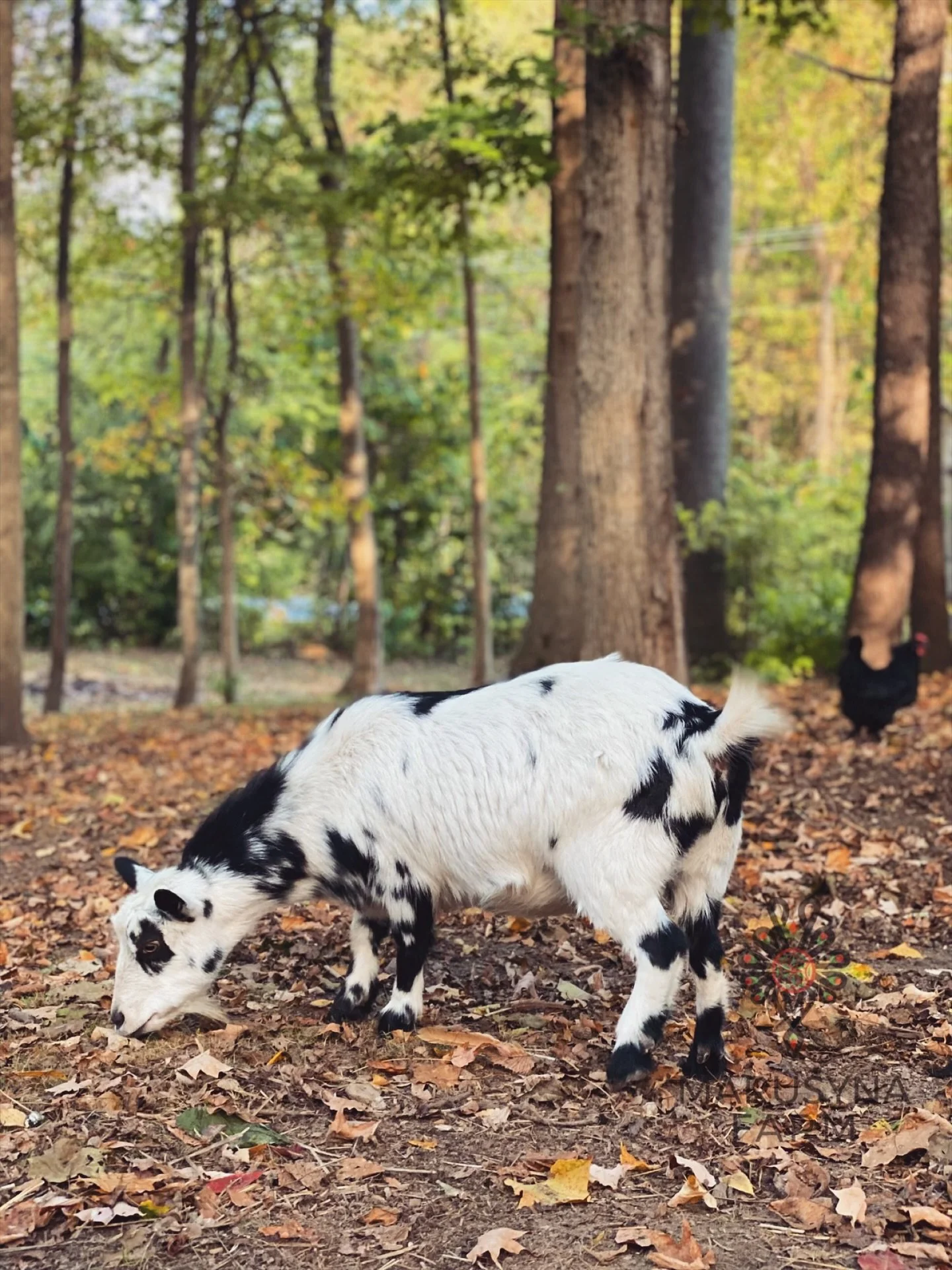 A black and white cow grazing on fallen leaves in a forest with tall trees and autumn foliage.