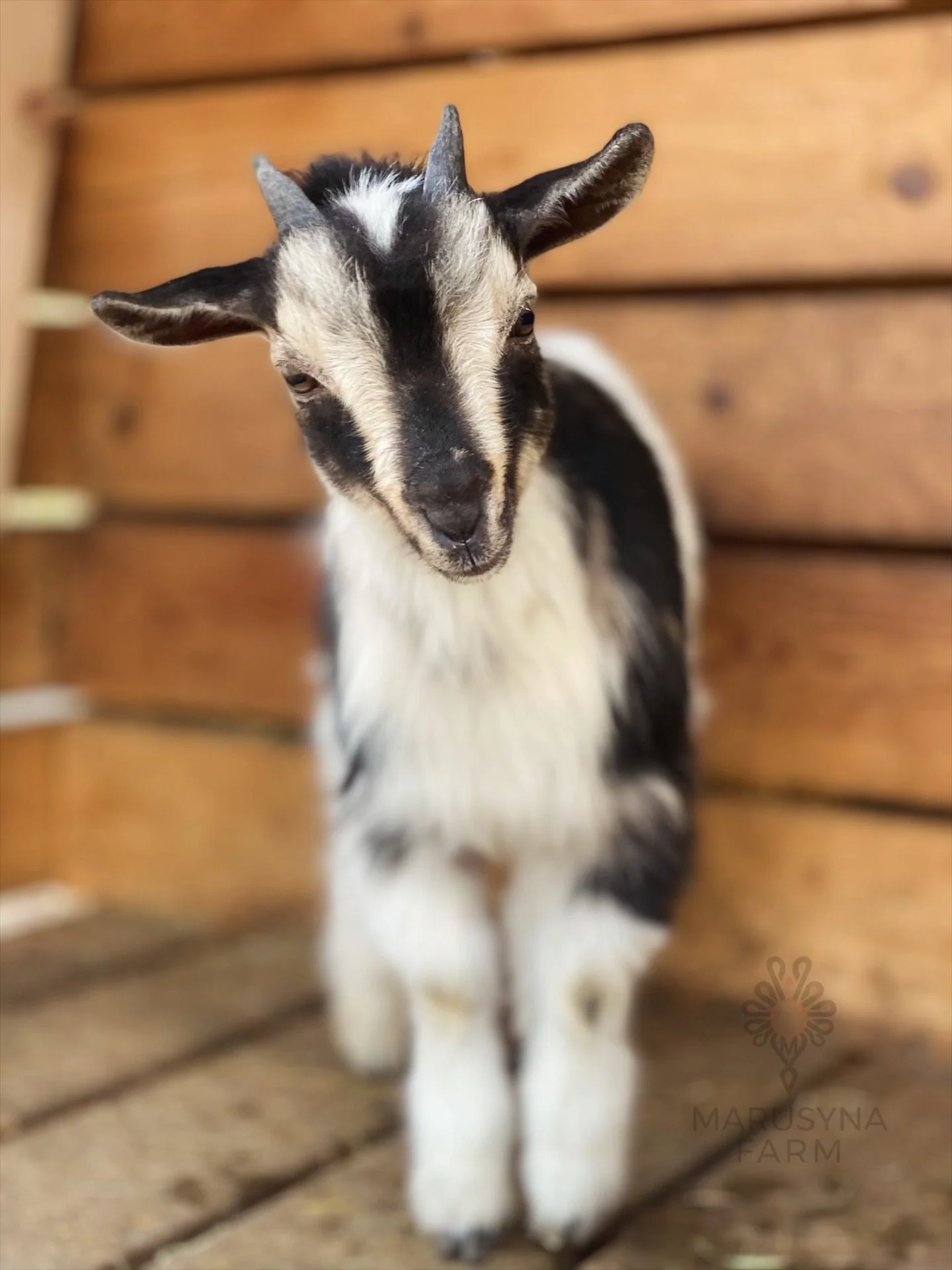 Close-up of a young black, white, and cream goat standing behind wooden slats.