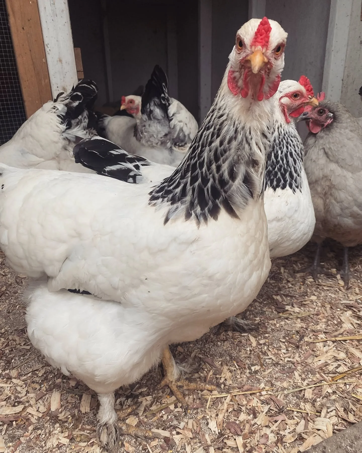 Group of chickens with white and black feathers in a barn with wood  walls, standing on wood chips.