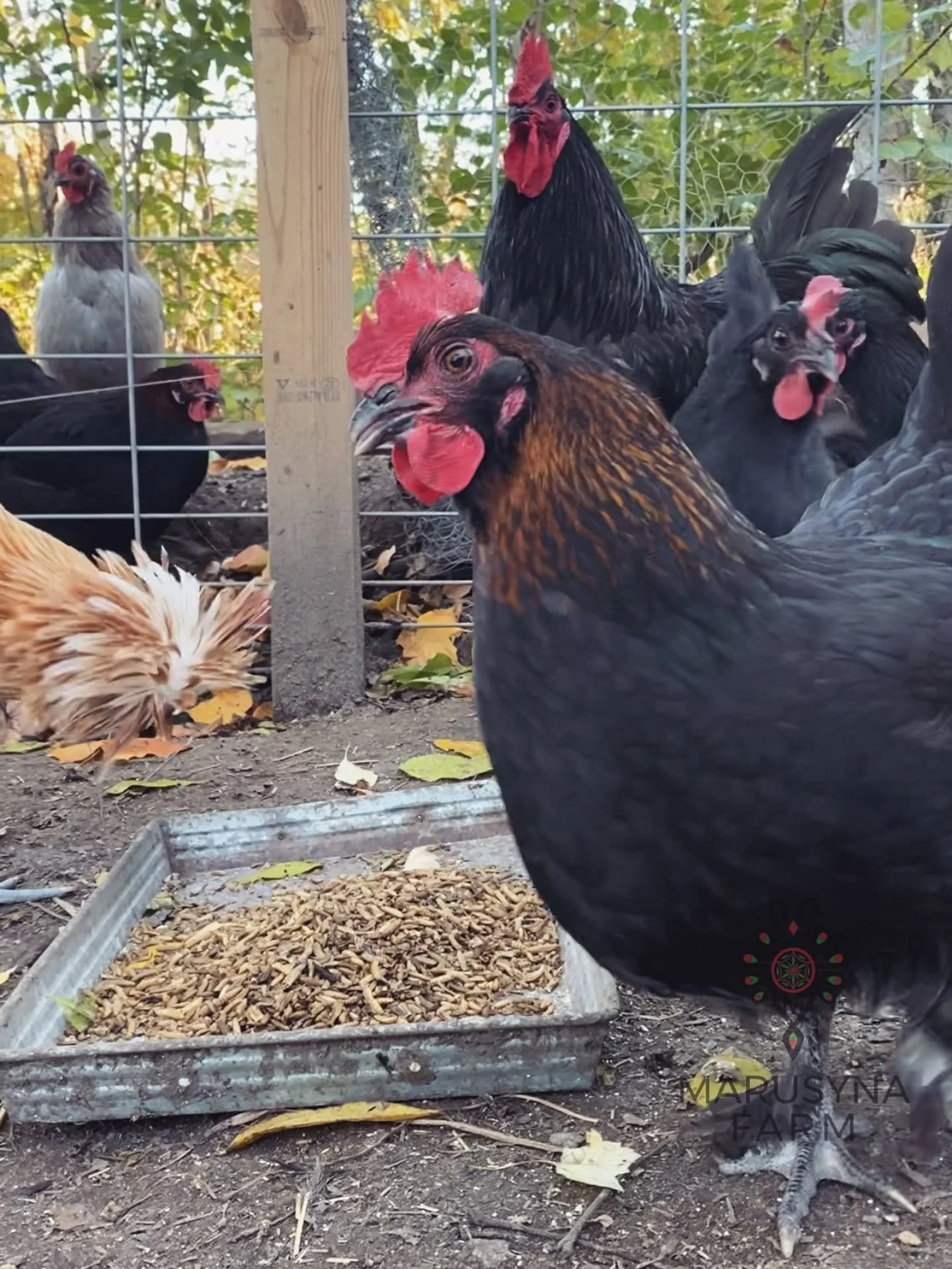 Close-up of a black chicken with red comb and wattles, standing outside a wire enclosure, with other chickens visible in the background on the farm.