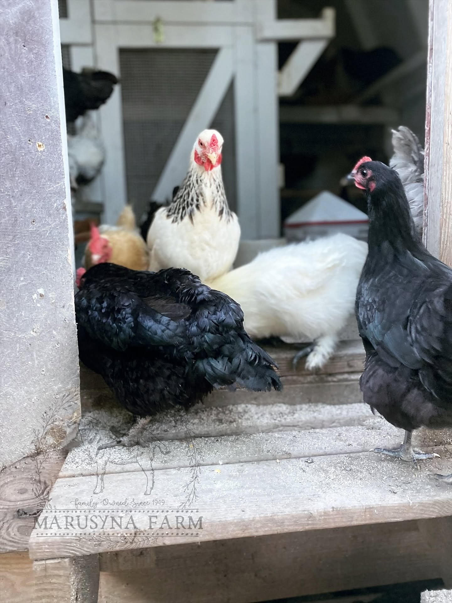 Several chickens, including black, white, and speckled, gathered on a farm. They are near a wooden structure with a sign that reads 'MARUSYNA FARM' at the bottom.