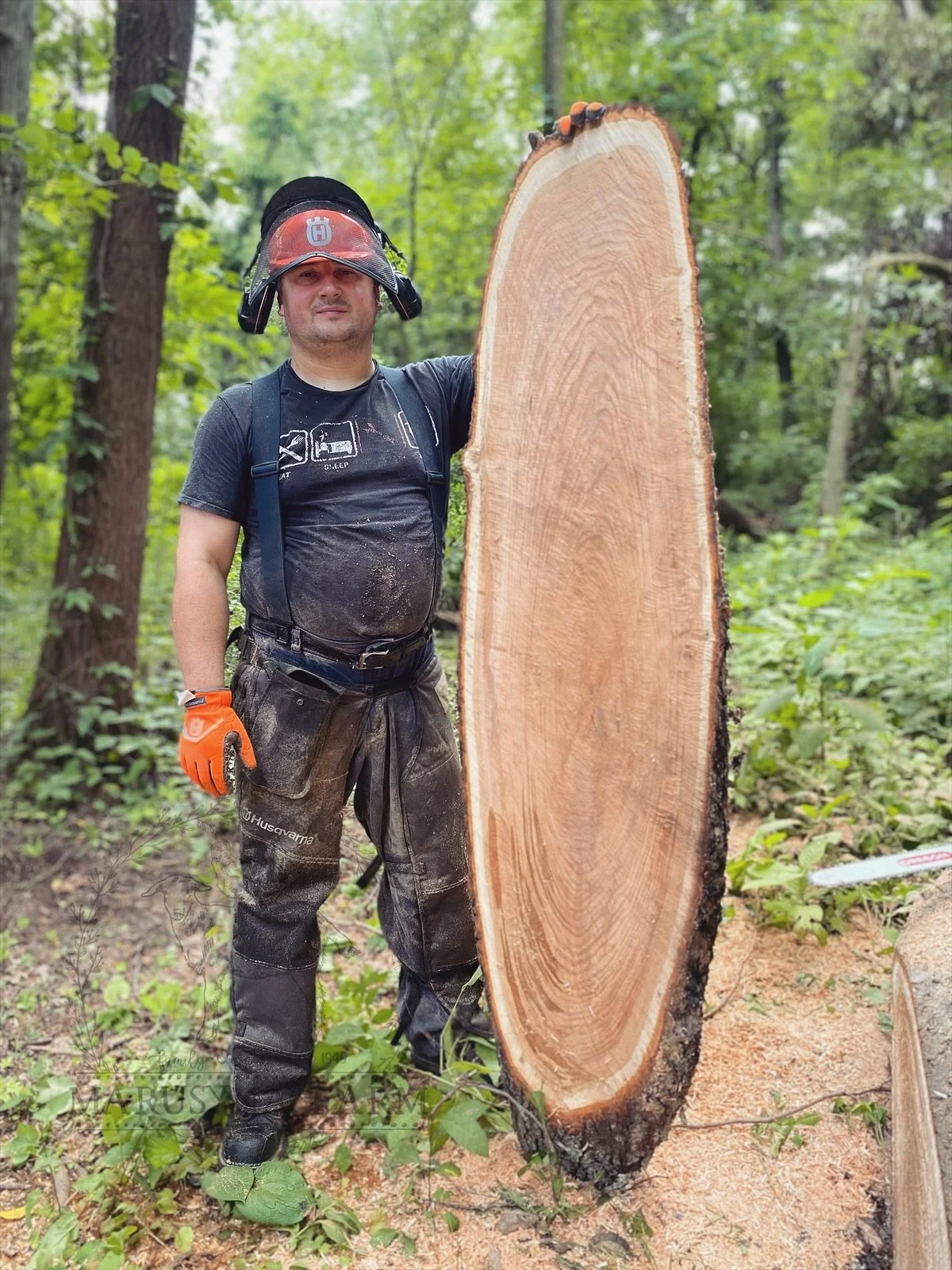 A man in safety gear standing in a forested area, holding a large cross-section of a tree trunk, showing the tree's growth rings.
