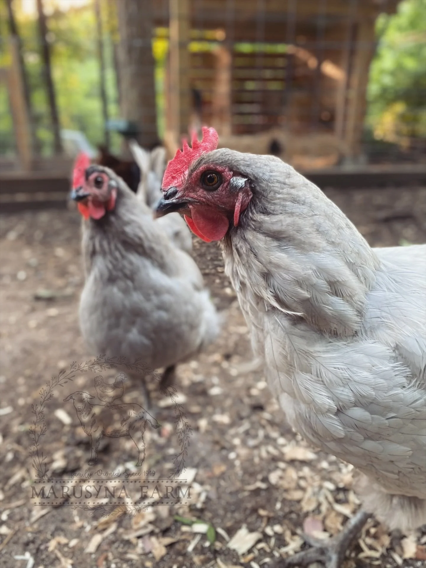 Close-up of two chickens standing on dirt with a wooden chicken coop in the background, surrounded by trees.