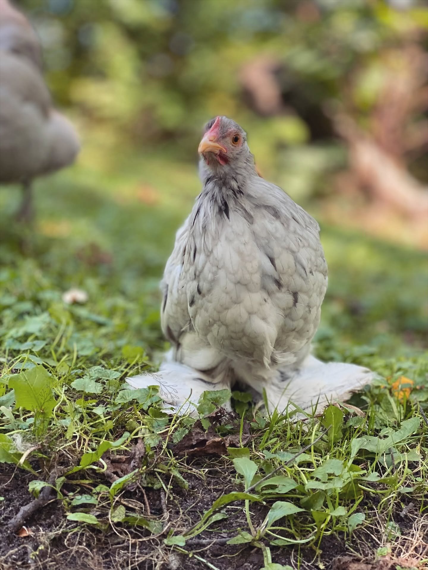 A chicken  in a grassy outdoor area, with green foliage in the background.