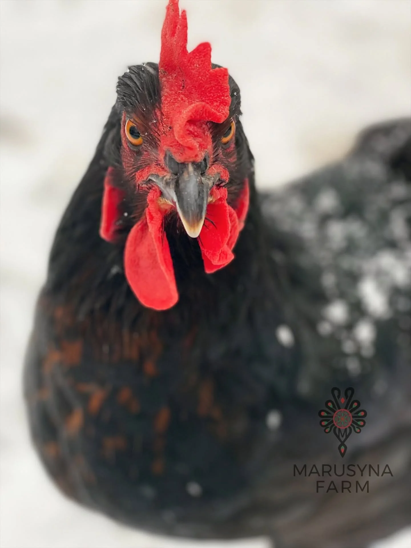 Close-up of a black chicken with a red comb and wattles, with the Marusyna Farm logo in the bottom right corner.