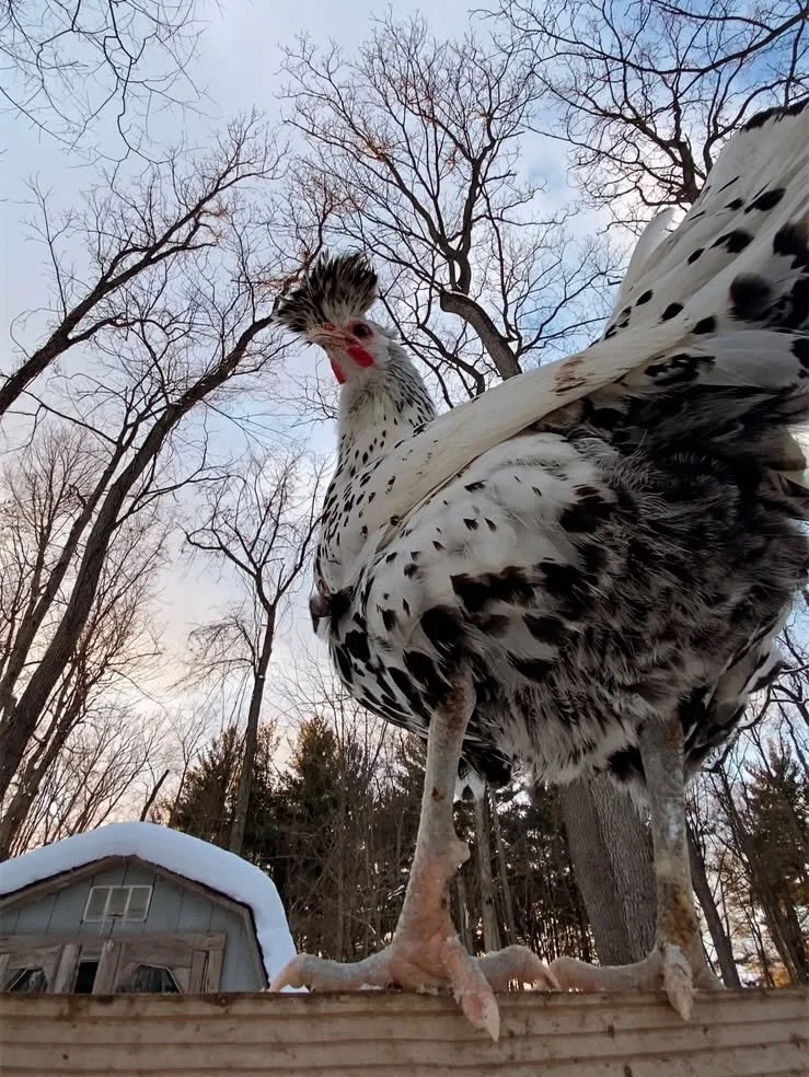 Close-up of a large, black and white speckled chicken standing on a wooden fence with a snow-covered house and leafless trees in the background.
