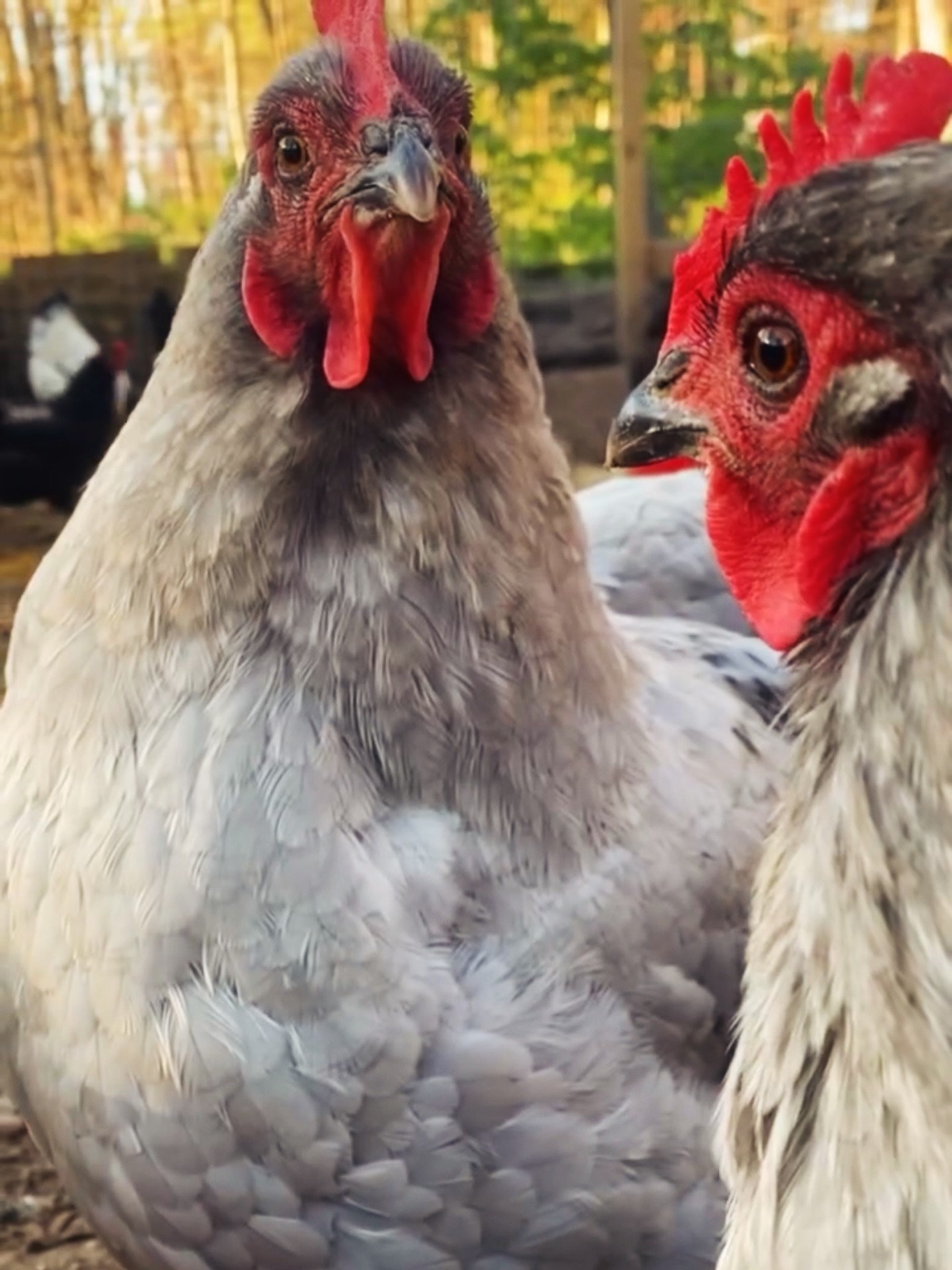 Close-up of two chickens in a farmyard with trees in the background.