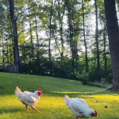 PASTURE-RAISED MEAT BIRDS