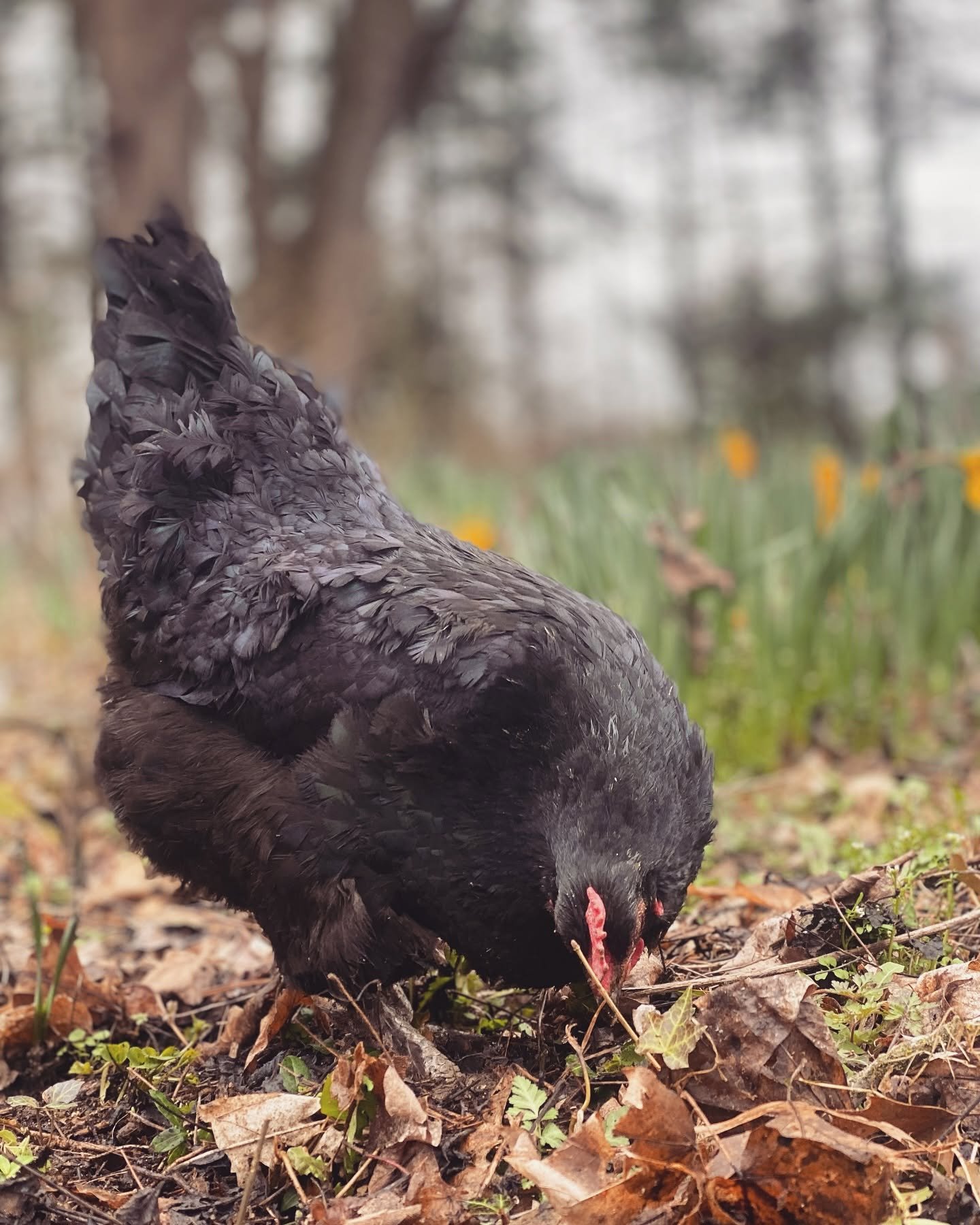 A black hen pecking at the ground among fallen leaves and small green plants in an outdoor setting with trees and blurred foliage in the background.