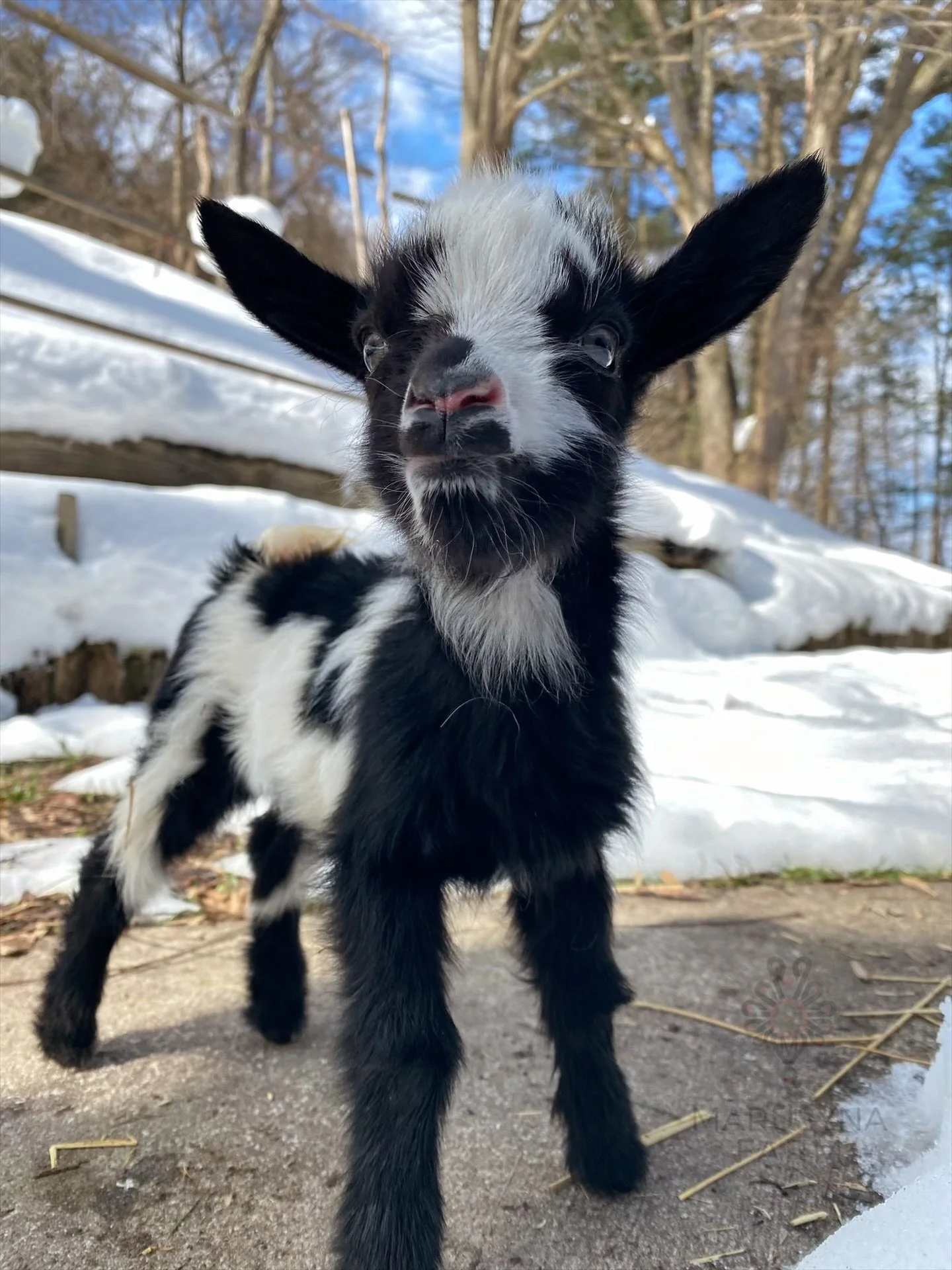 Close-up of a black and white baby goat standing on snow and dirt outdoors with trees in the background.
